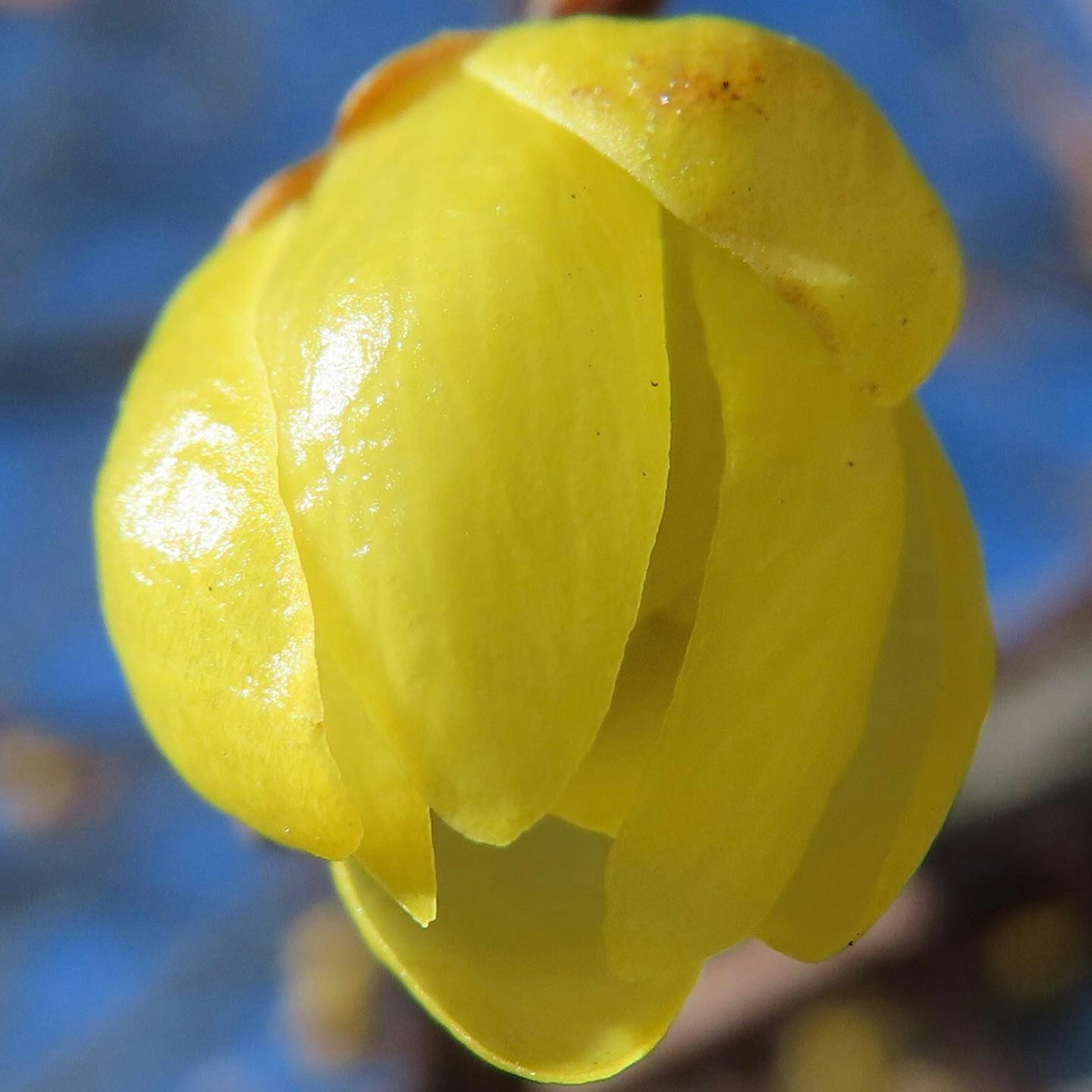 黄色花瓣的花蕾特写