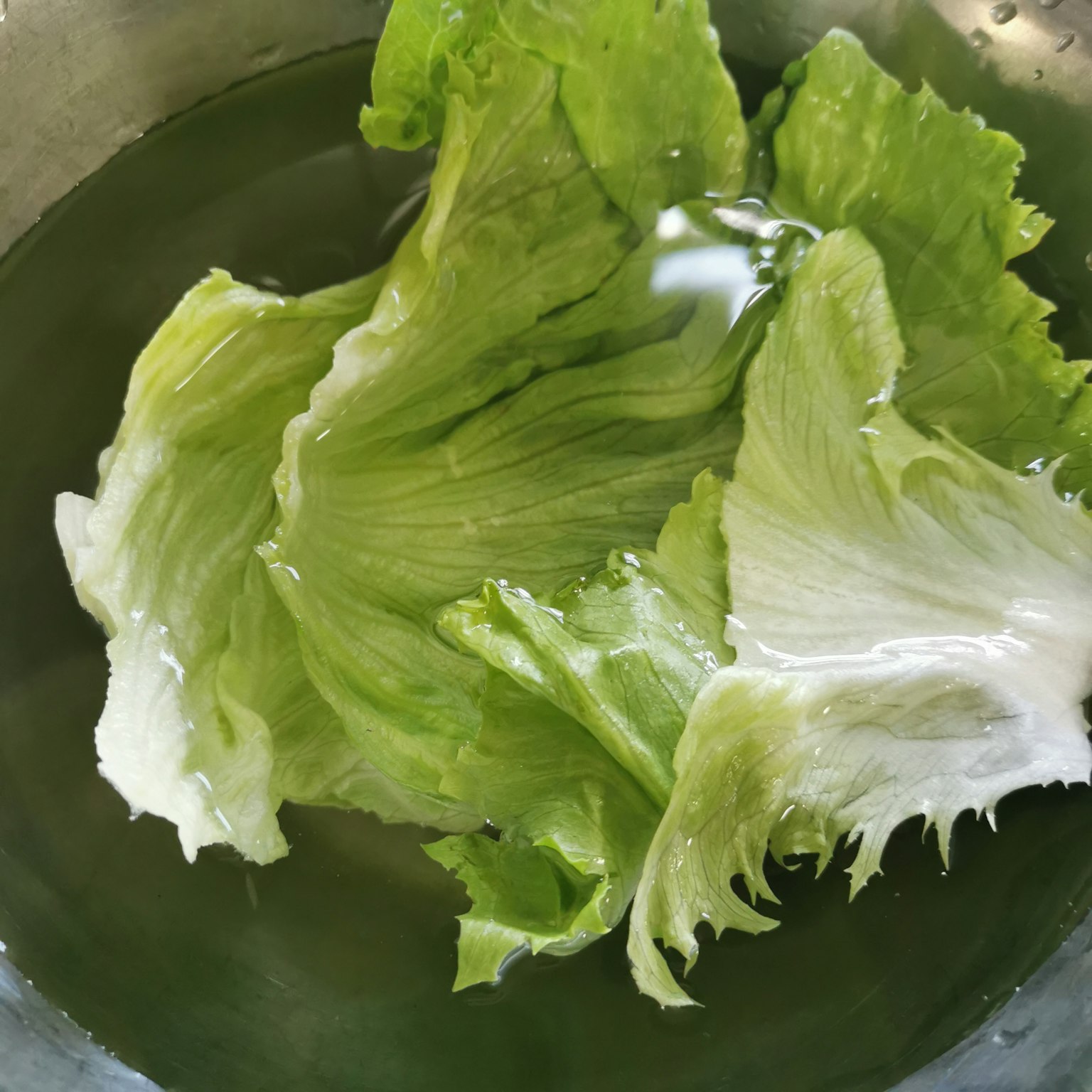 Feuilles de laitue fraîches immergées dans l'eau