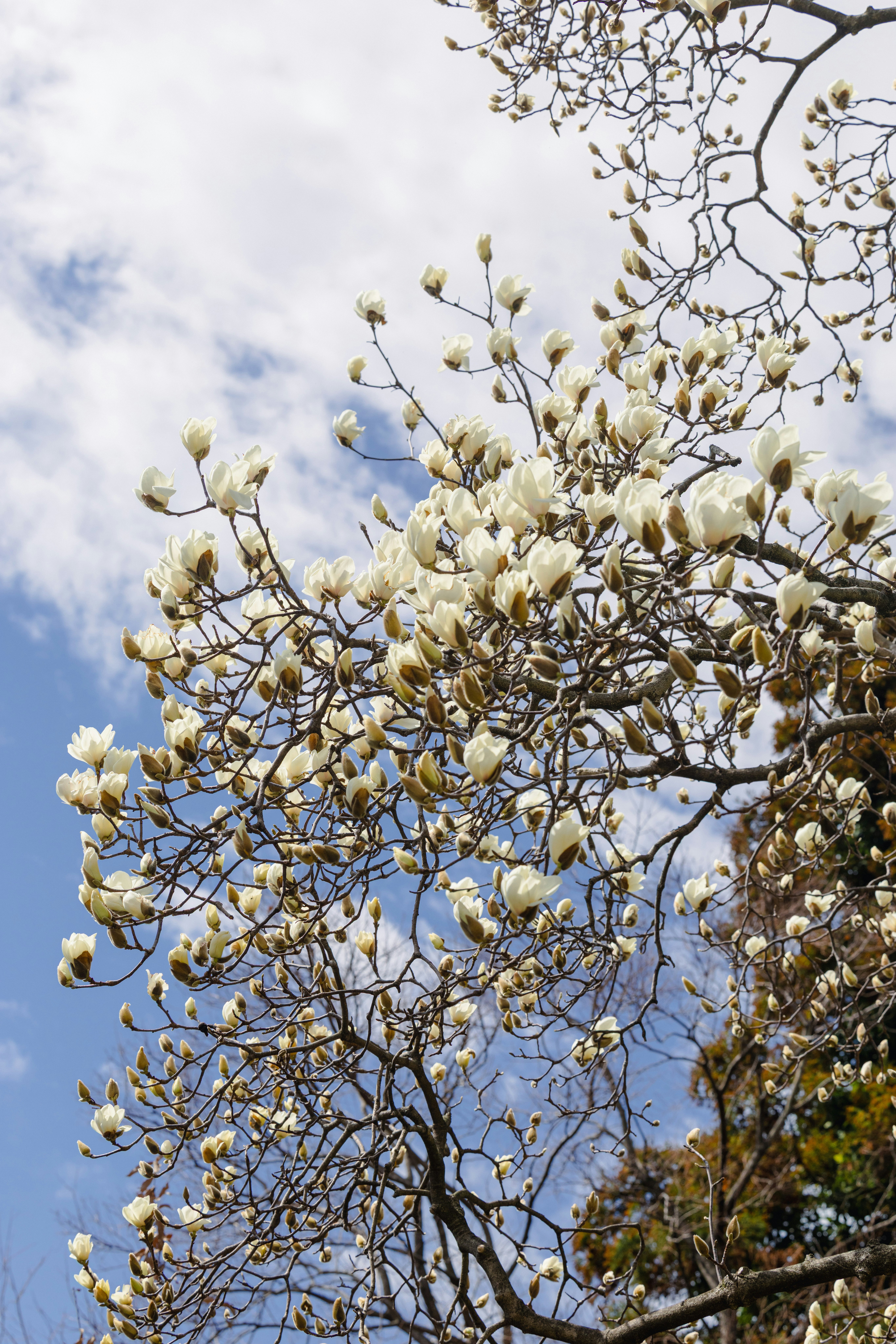 白いハクモクレンの花が咲く木の枝と青空
