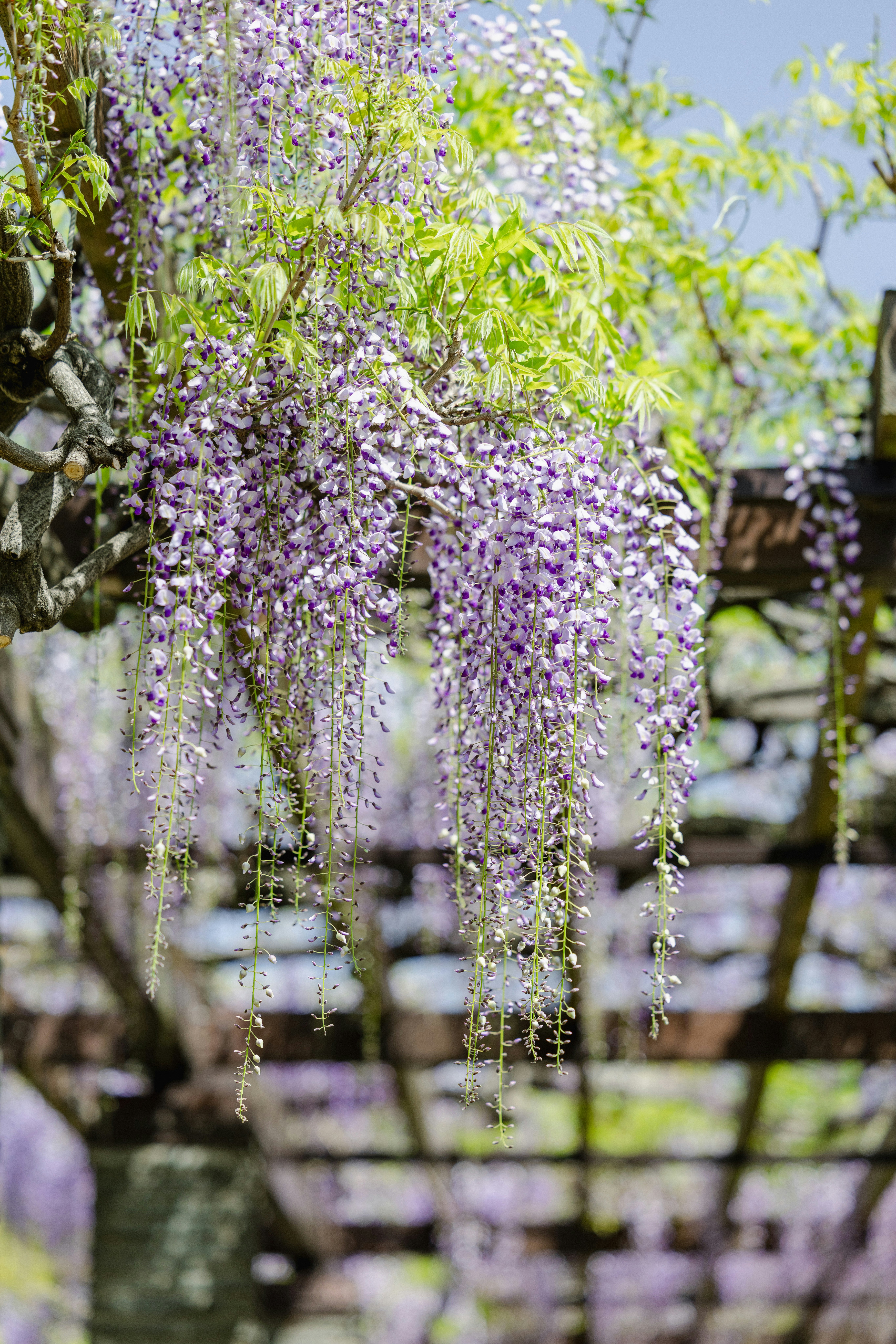 花藤垂挂在花园栅栏上