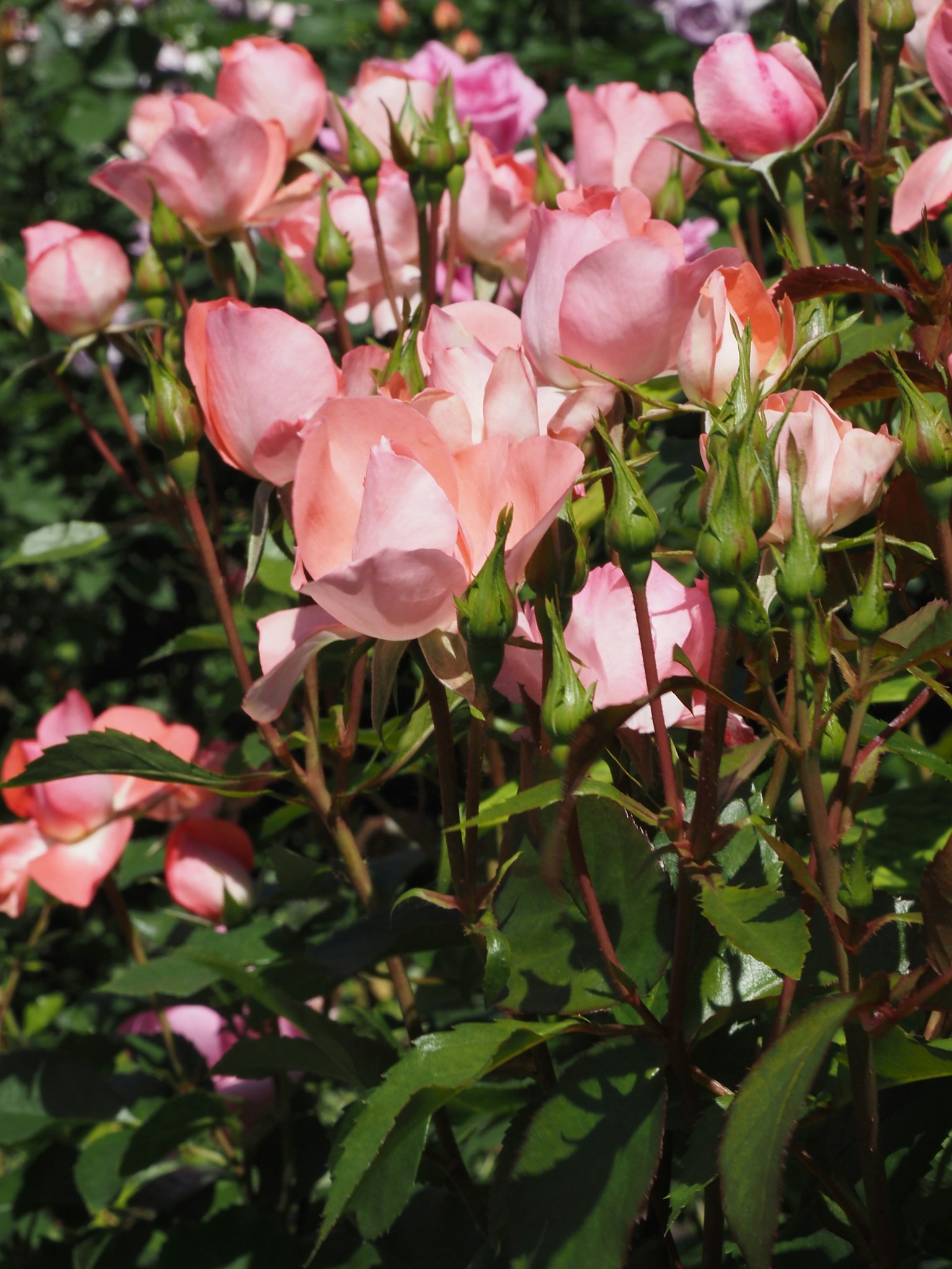 Una escena de jardín con rosas rosas en flor