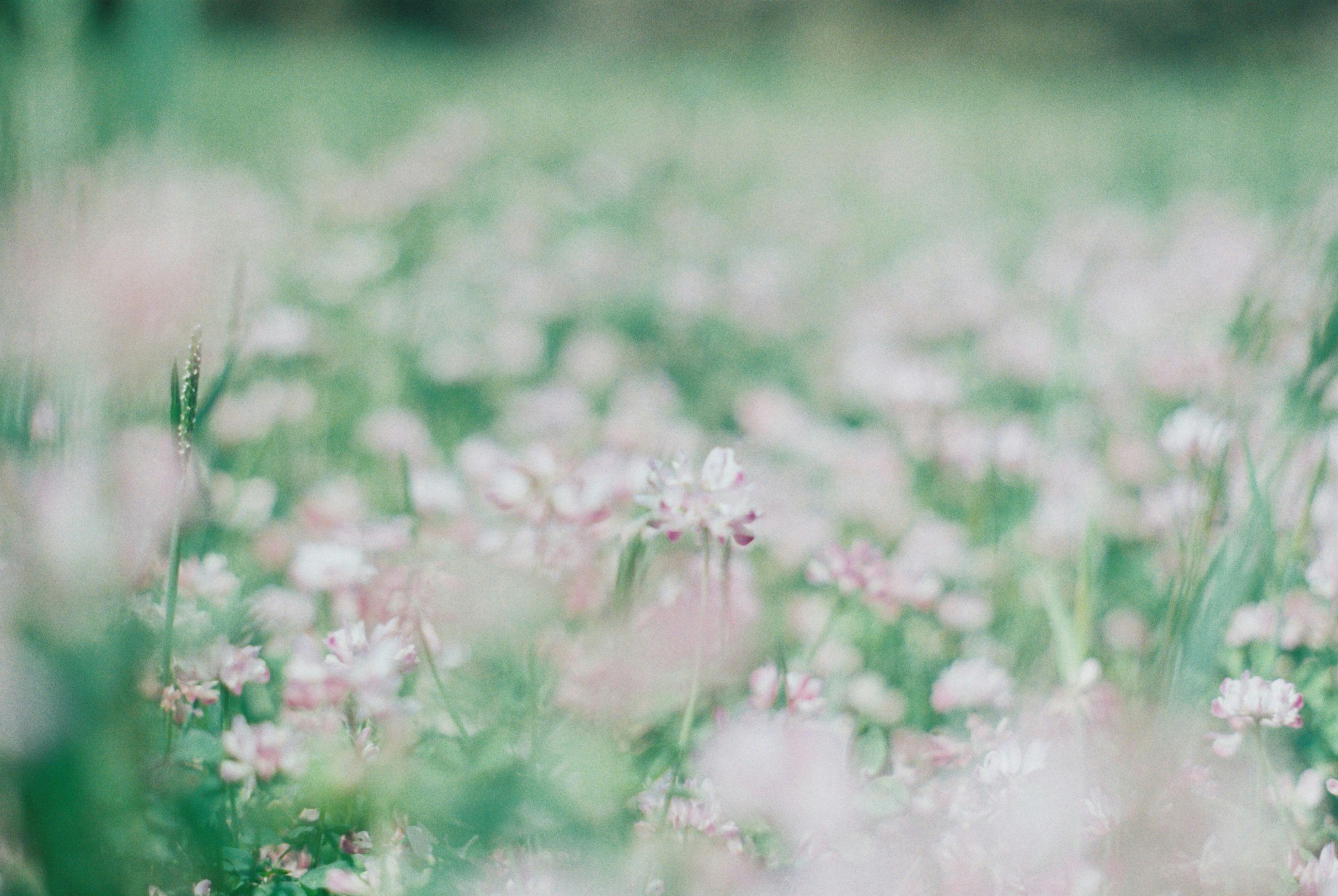 草むらに咲く小さな花のボケた風景