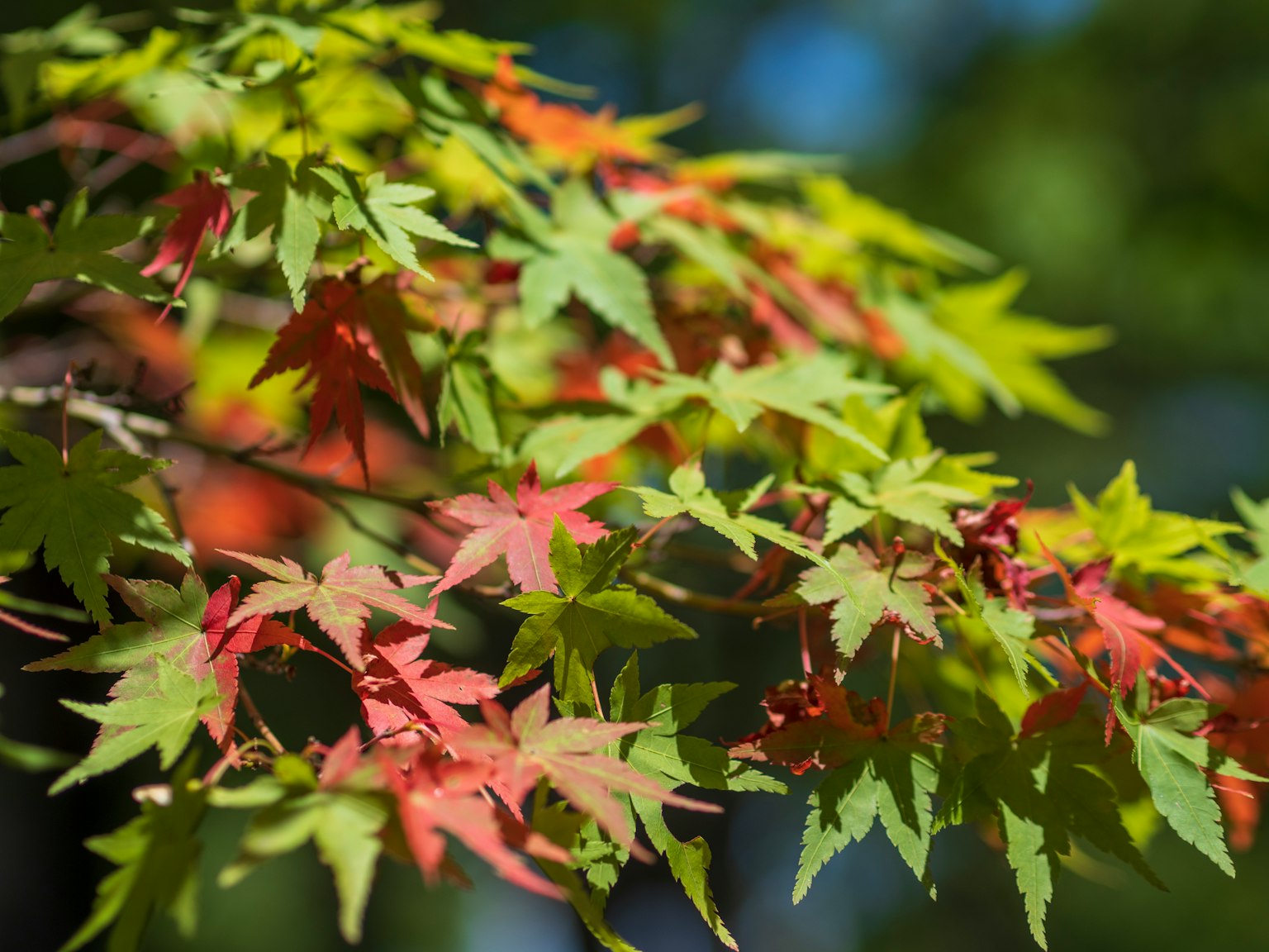 Primo piano di foglie di acero verdi e rosse vivaci