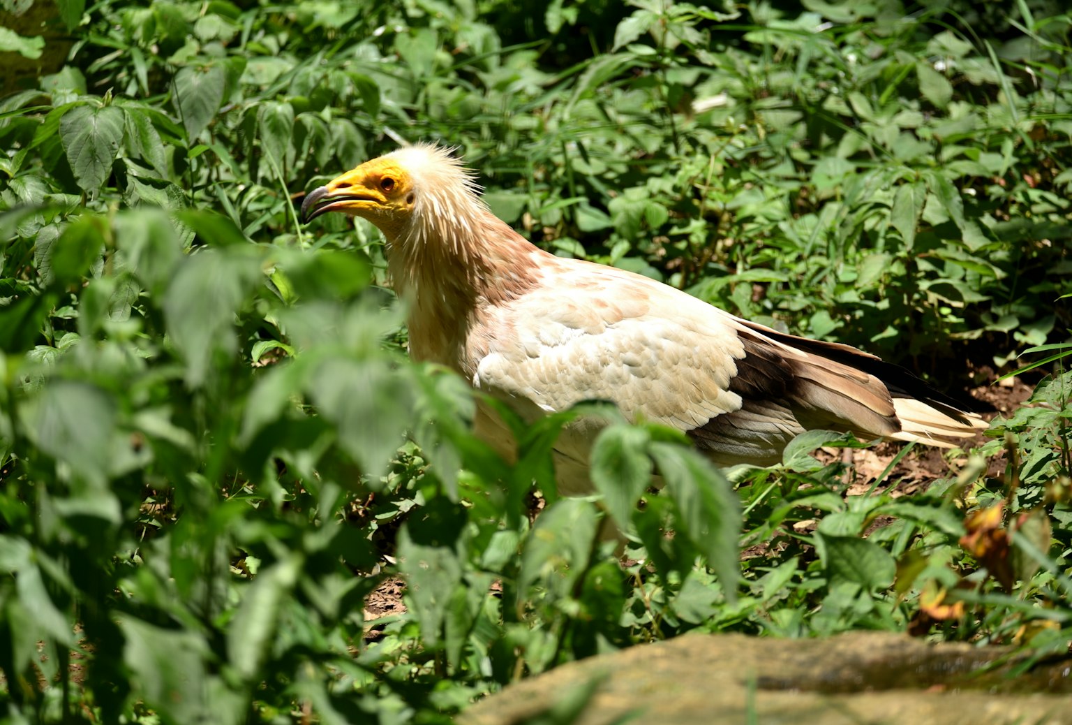 Ein Vogel mit weißen Federn und einem gelben Schnabel, der im grünen Laub geht