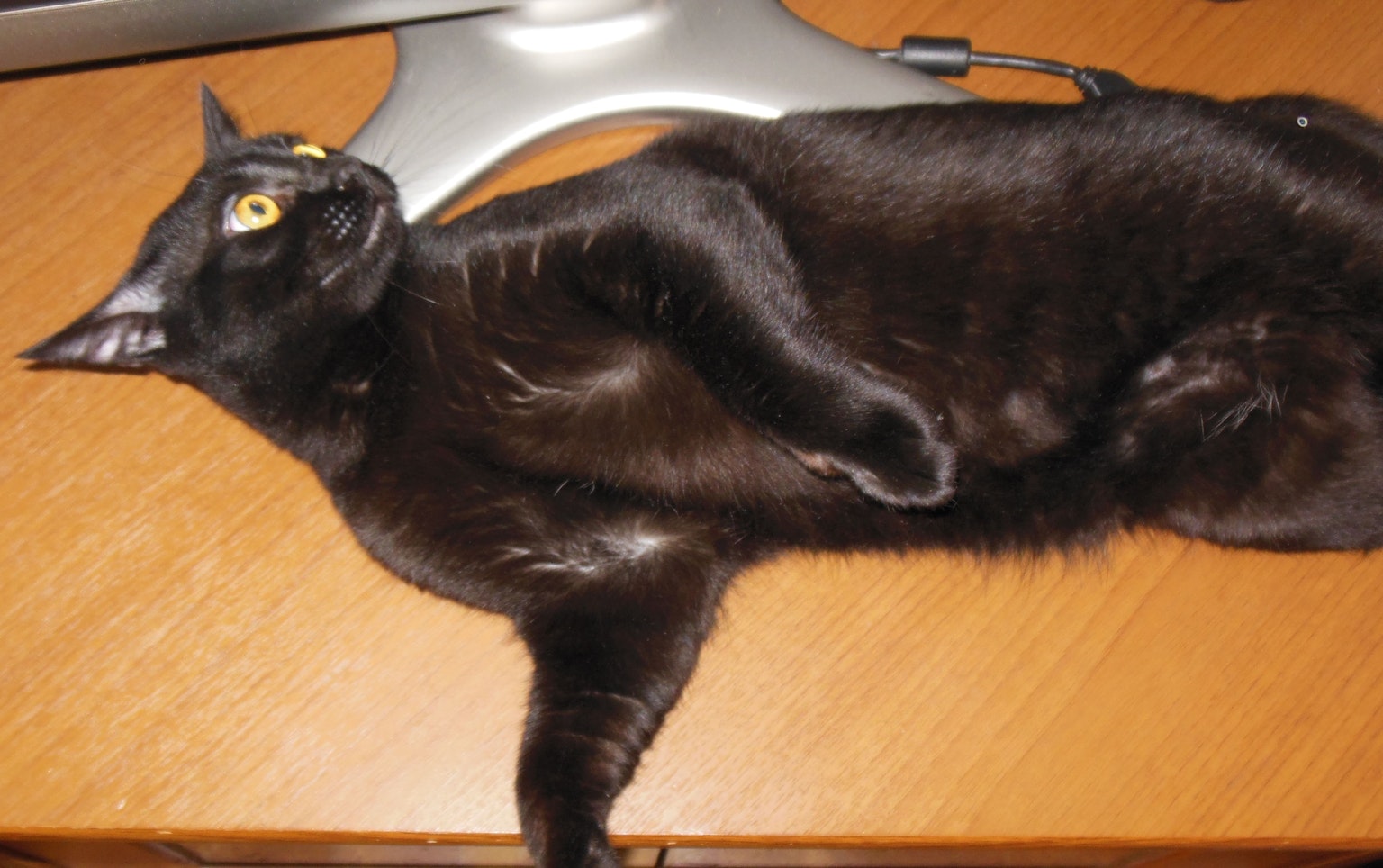 Kucing hitam berbaring di atas meja kayu