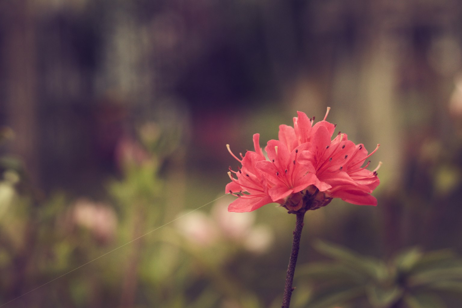 Fiore rosa vivace che si staglia su uno sfondo sfocato