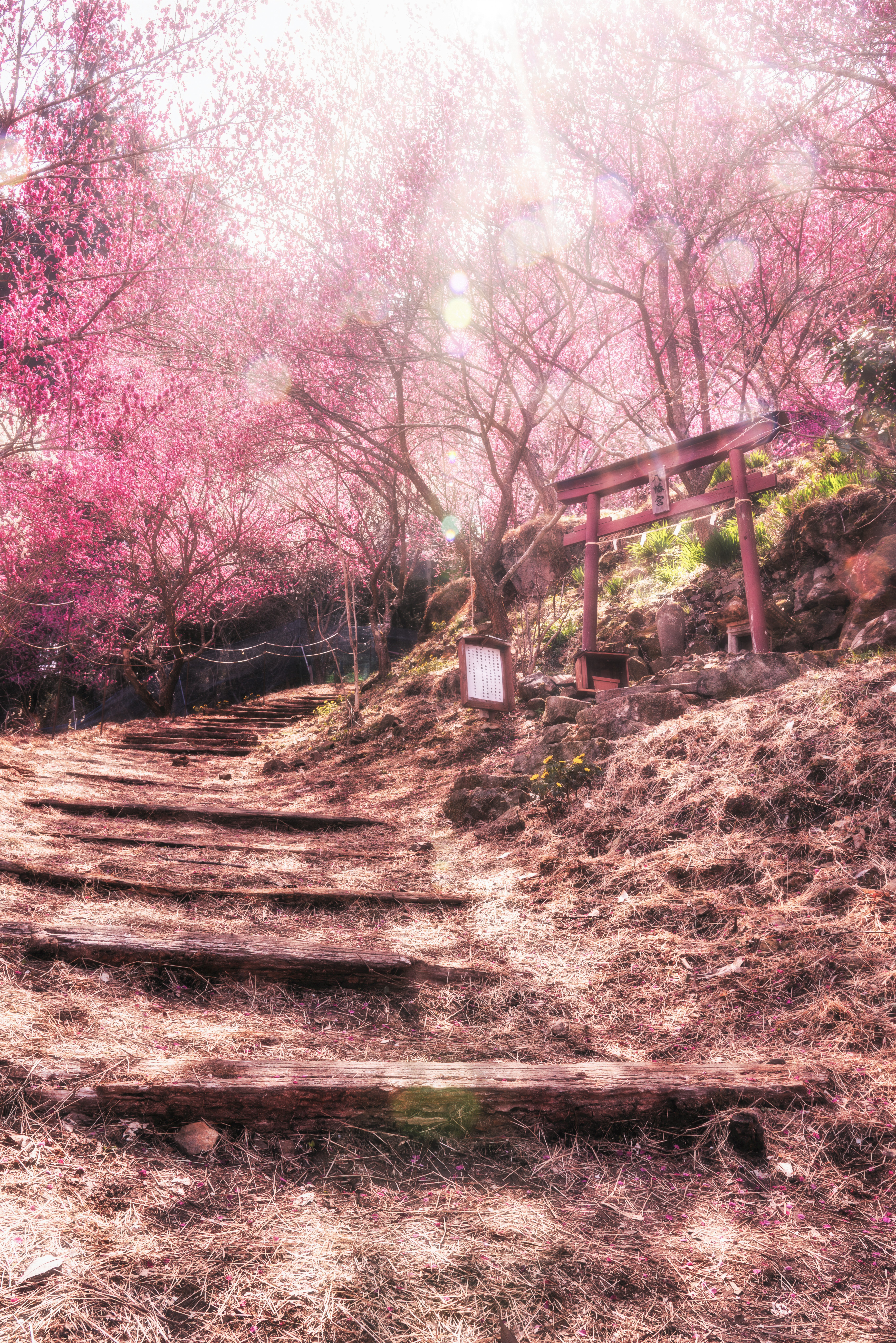 春季櫻花與小徑，通往神社鳥居