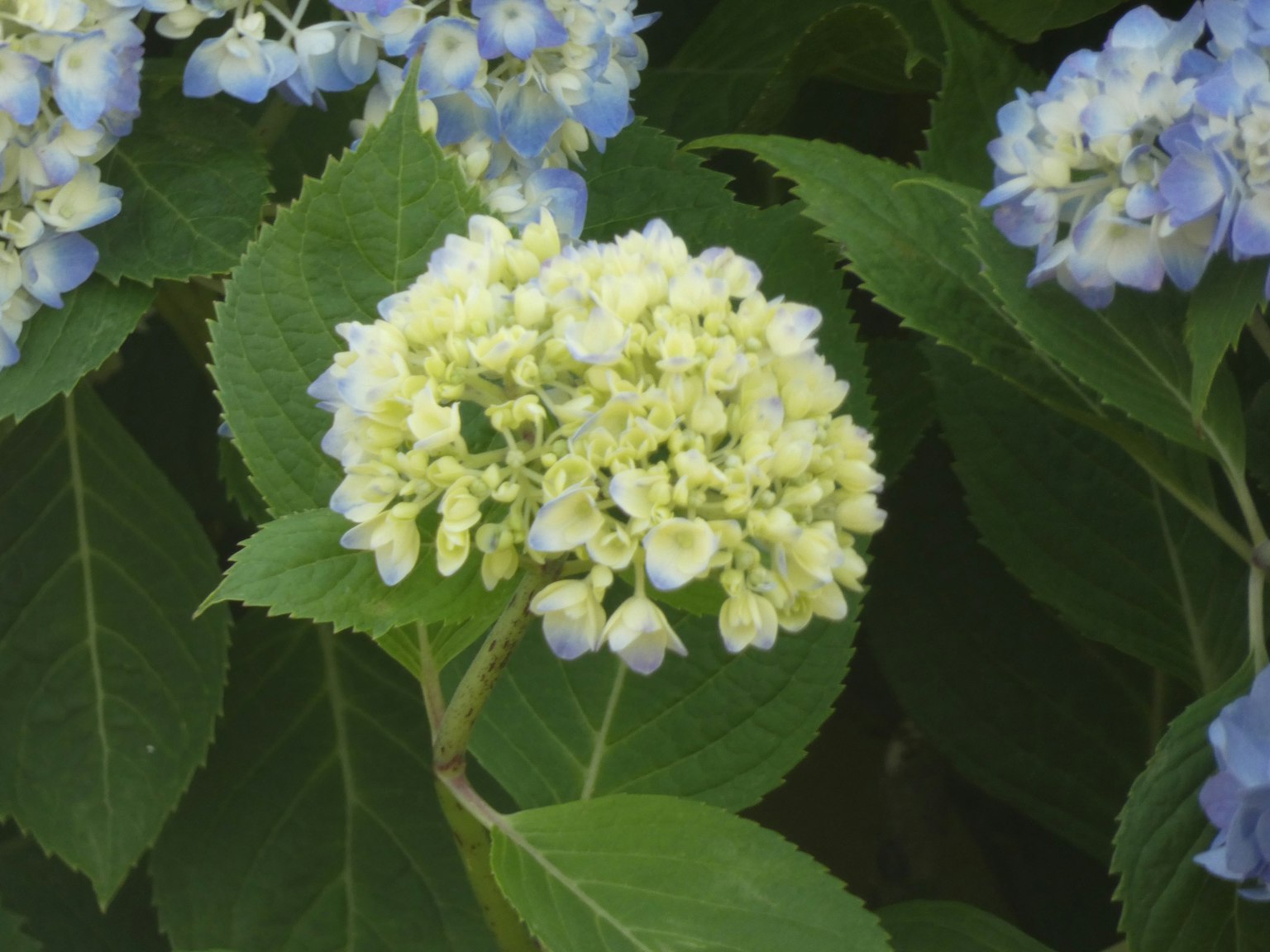 Weiße Hortensienblüte umgeben von grünen Blättern und blauen Blumen