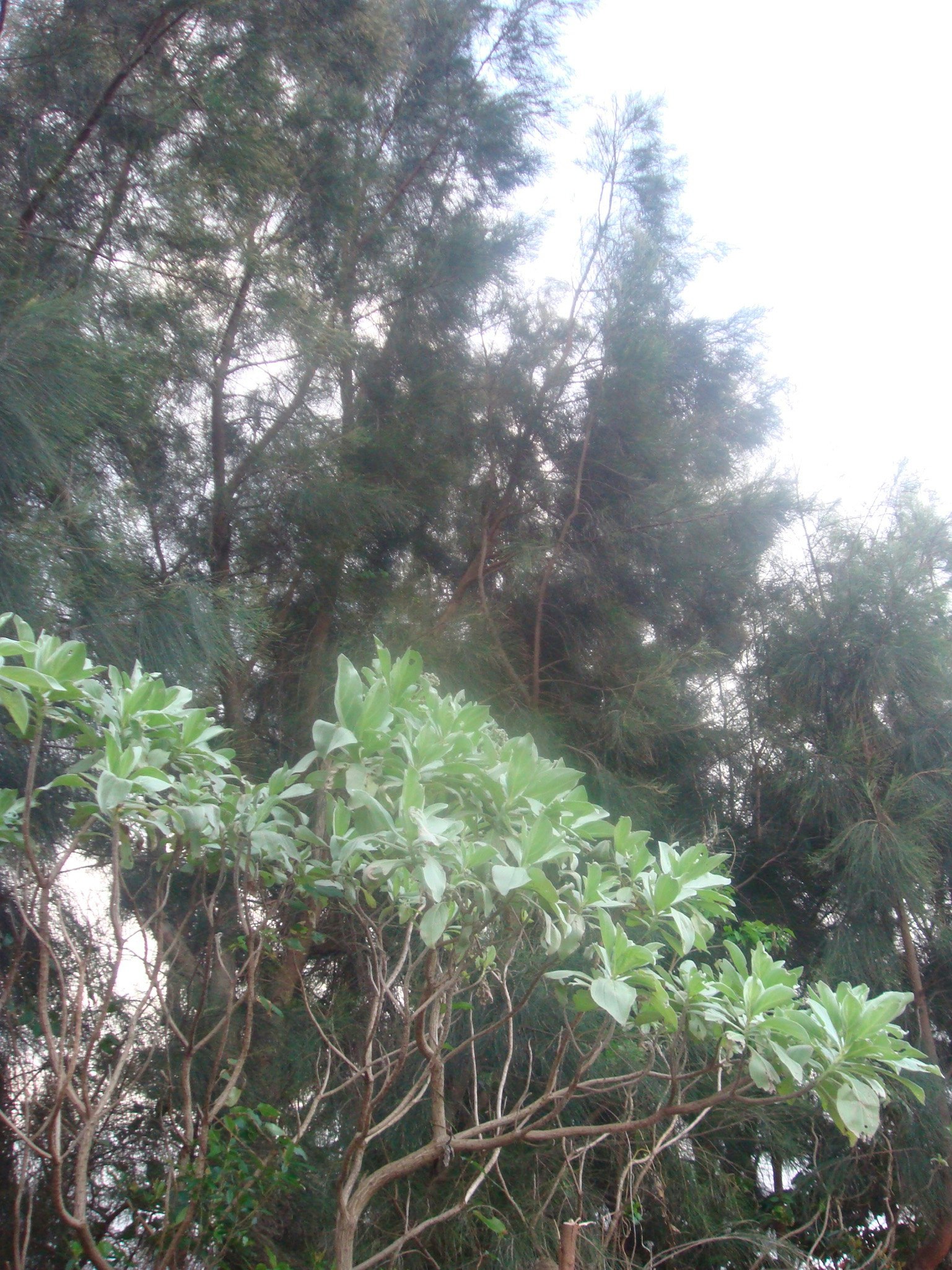 树木与灌木茂密的郁郁森林