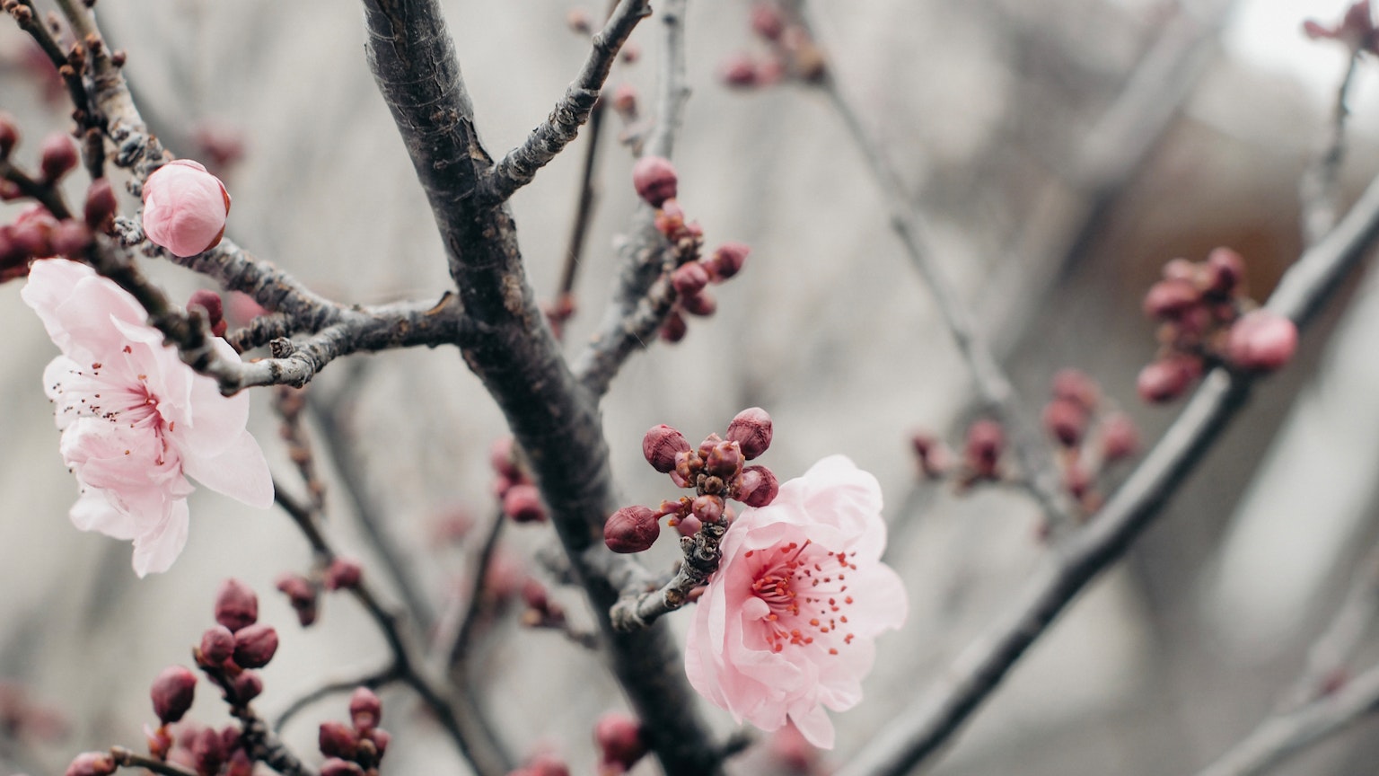 Close-up of cherry blossom flowers and buds on a branch