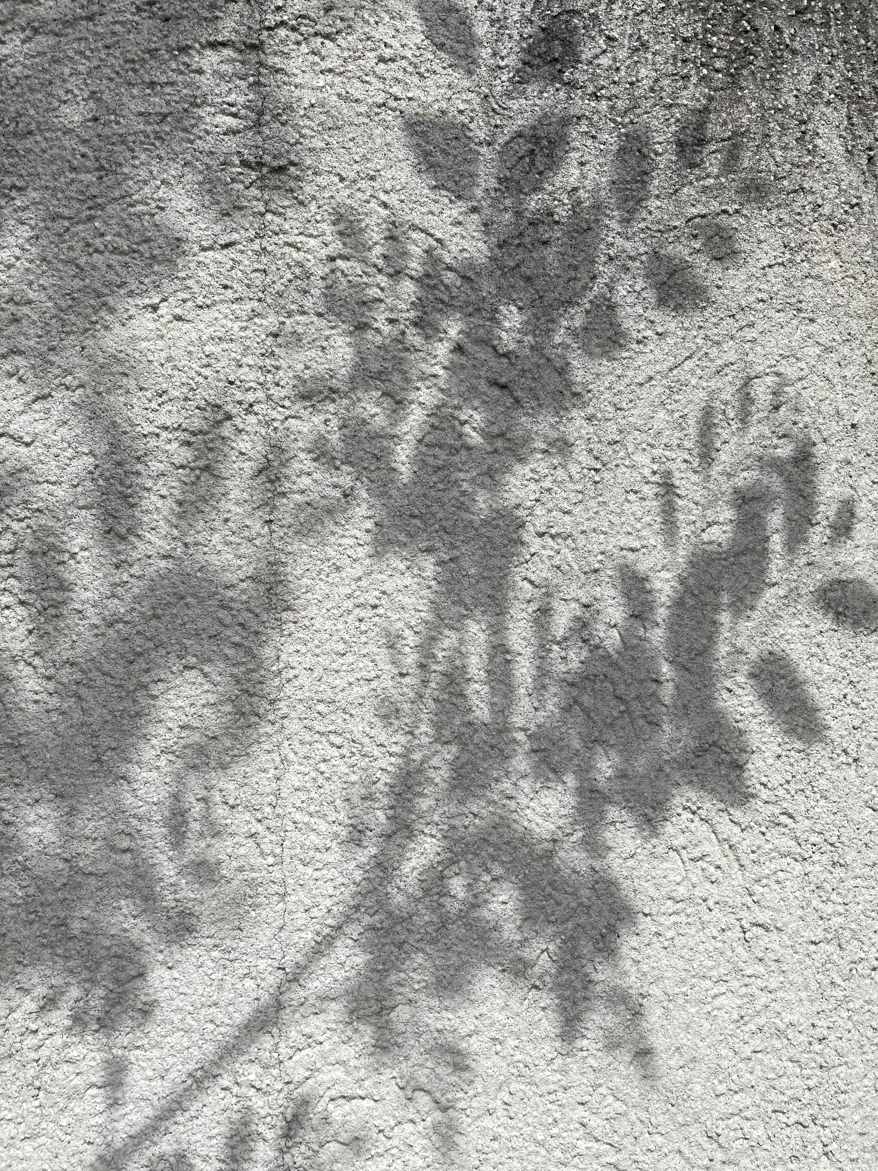 morning light with tree shadows on a wall