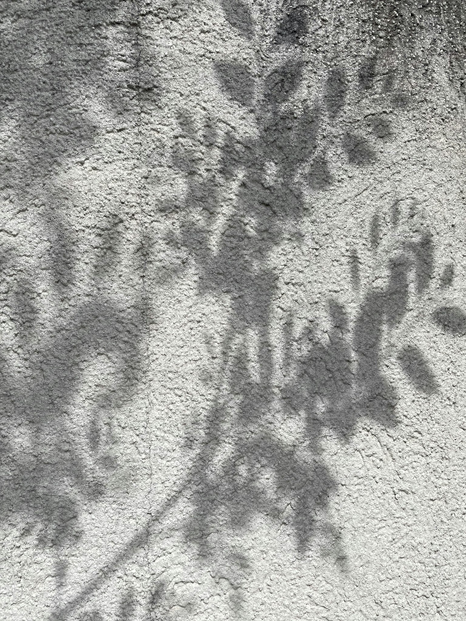 Shadow of leaves cast on a textured wall