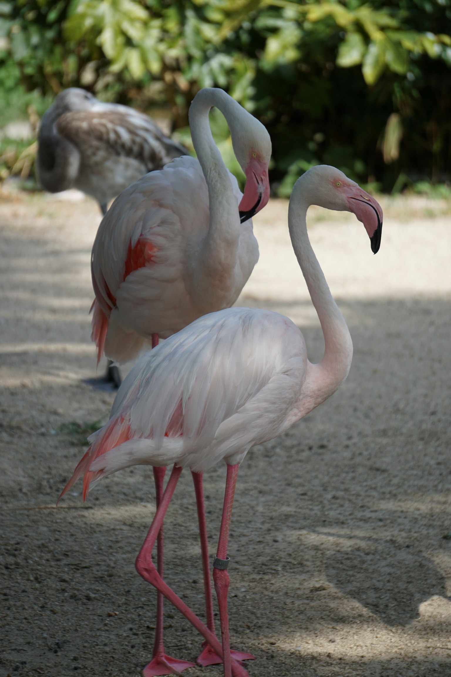 Deux flamants roses se tenant ensemble montrant leurs plumes blanches et leurs pattes roses