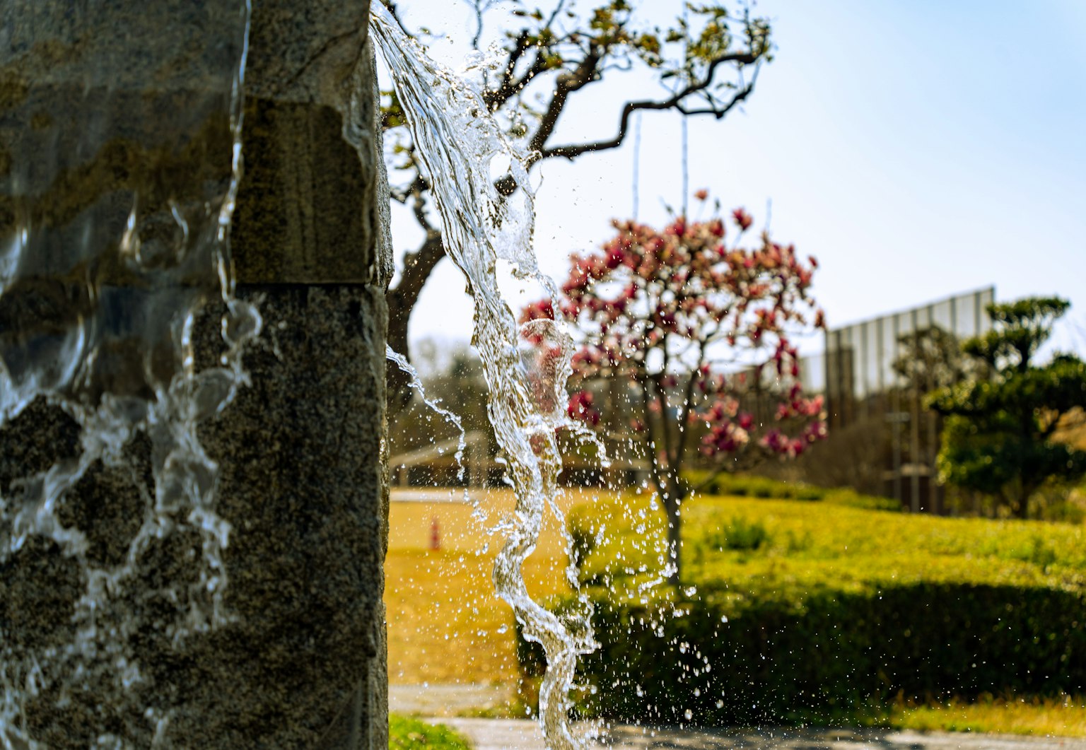Eau s'écoulant d'une fontaine avec un cerisier en arrière-plan