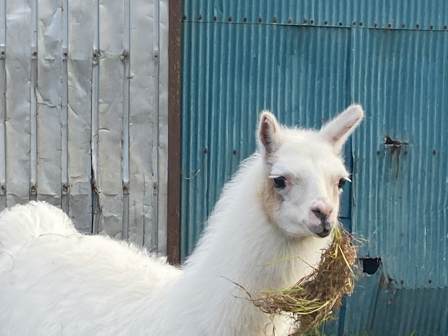 Seekor llama putih sedang makan jerami