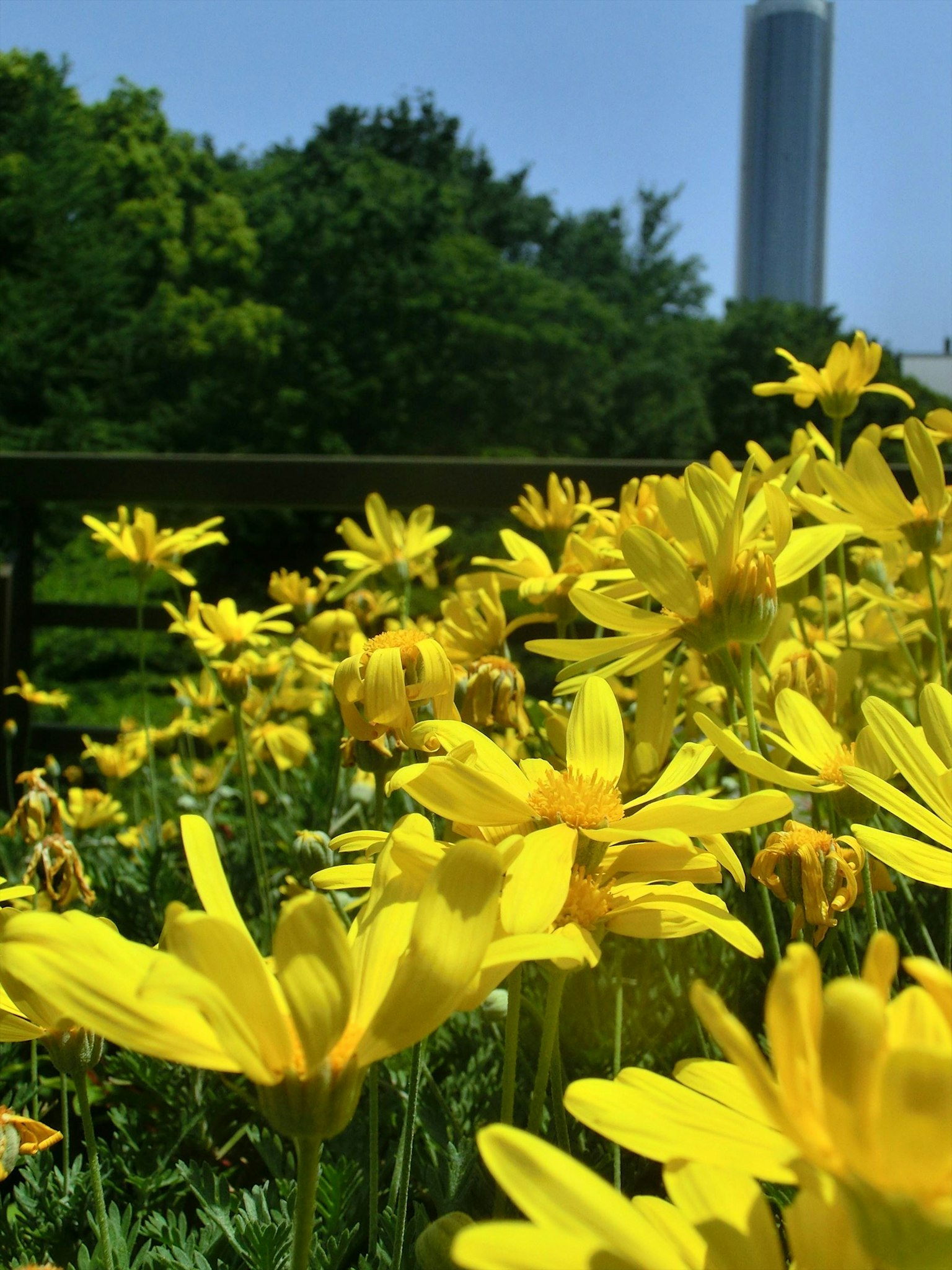 Fiori gialli vivaci in un parco con un alto edificio sullo sfondo