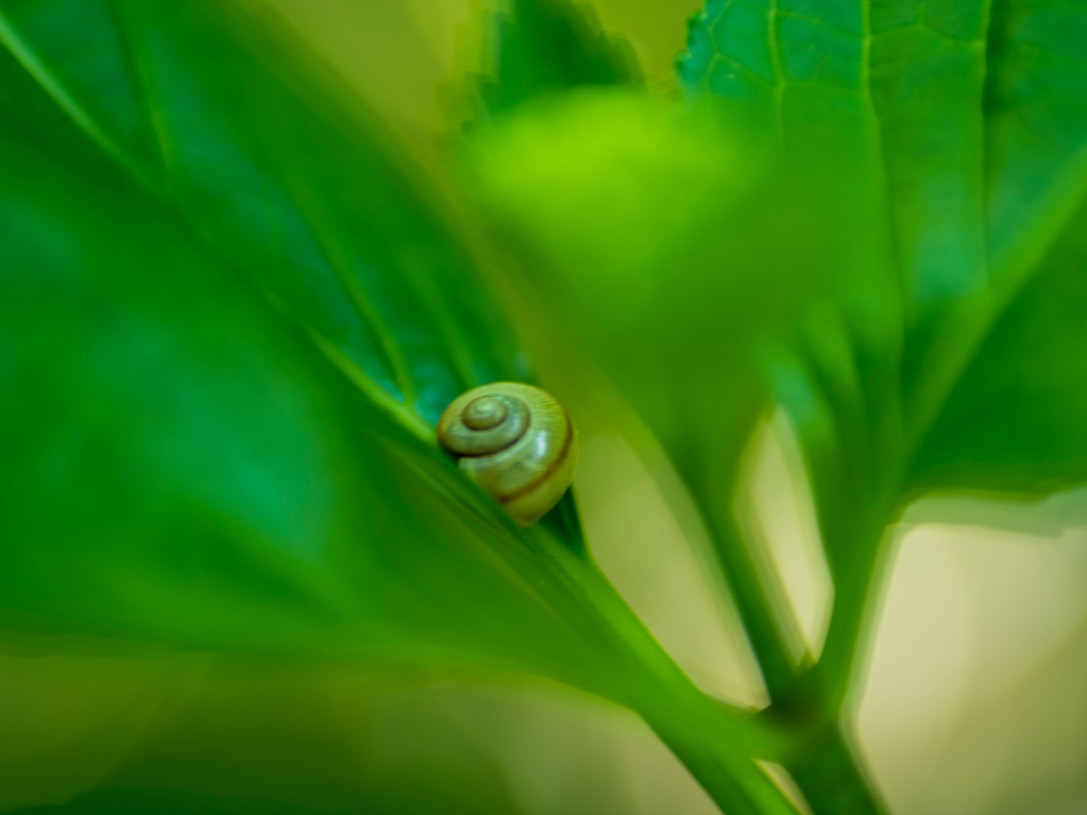Una piccola lumaca che riposa su una foglia verde