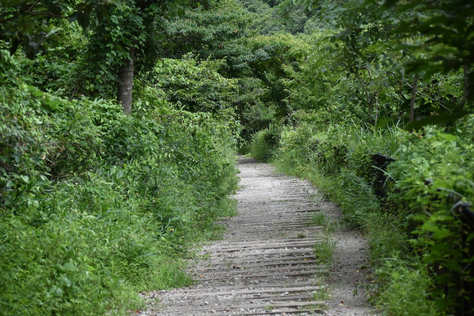 Sentiero pavimentato circondato da vegetazione lussureggiante
