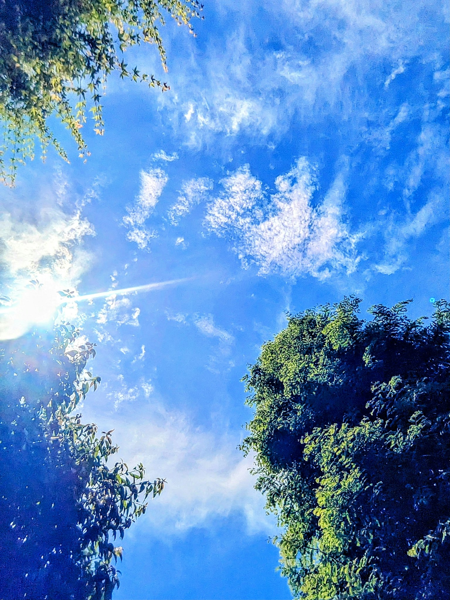 ท้องฟ้าสีฟ้าสดใสและเมฆขาวล้อมรอบด้วยต้นไม้สีเขียวที่เขียวขจี