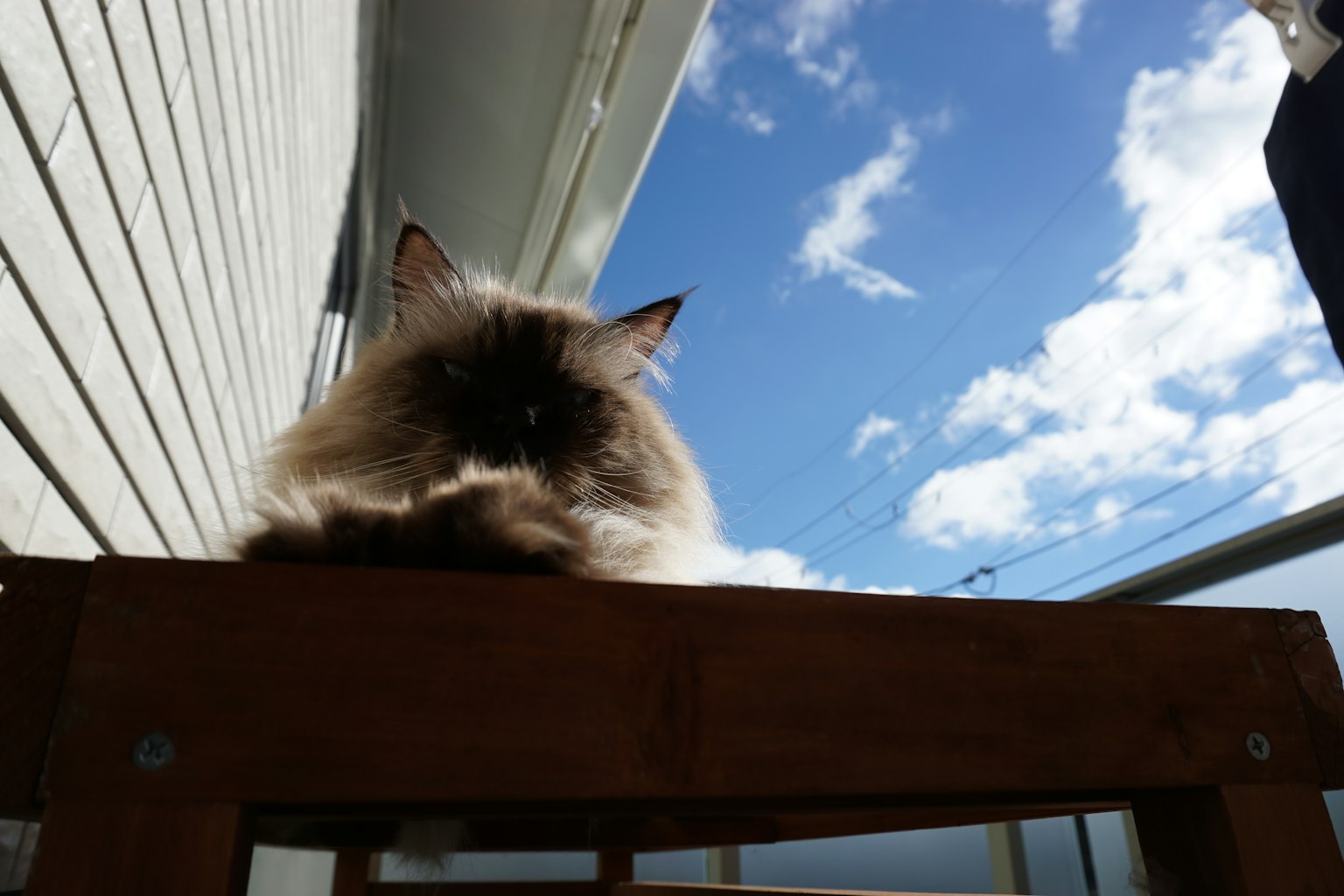 一只猫在蓝天下的木桌上休息