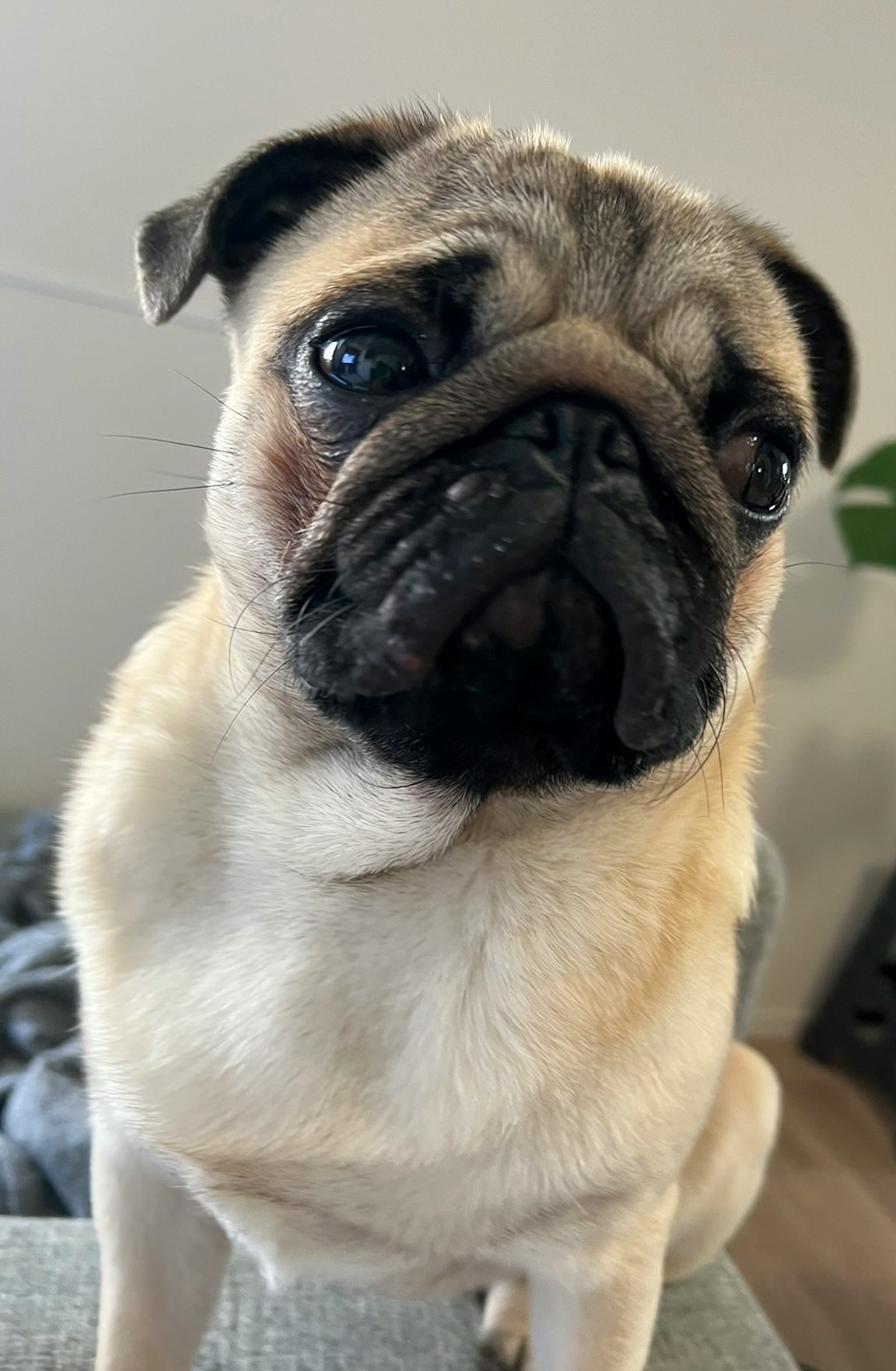Một chú pug dễ thương nhìn về phía máy ảnh