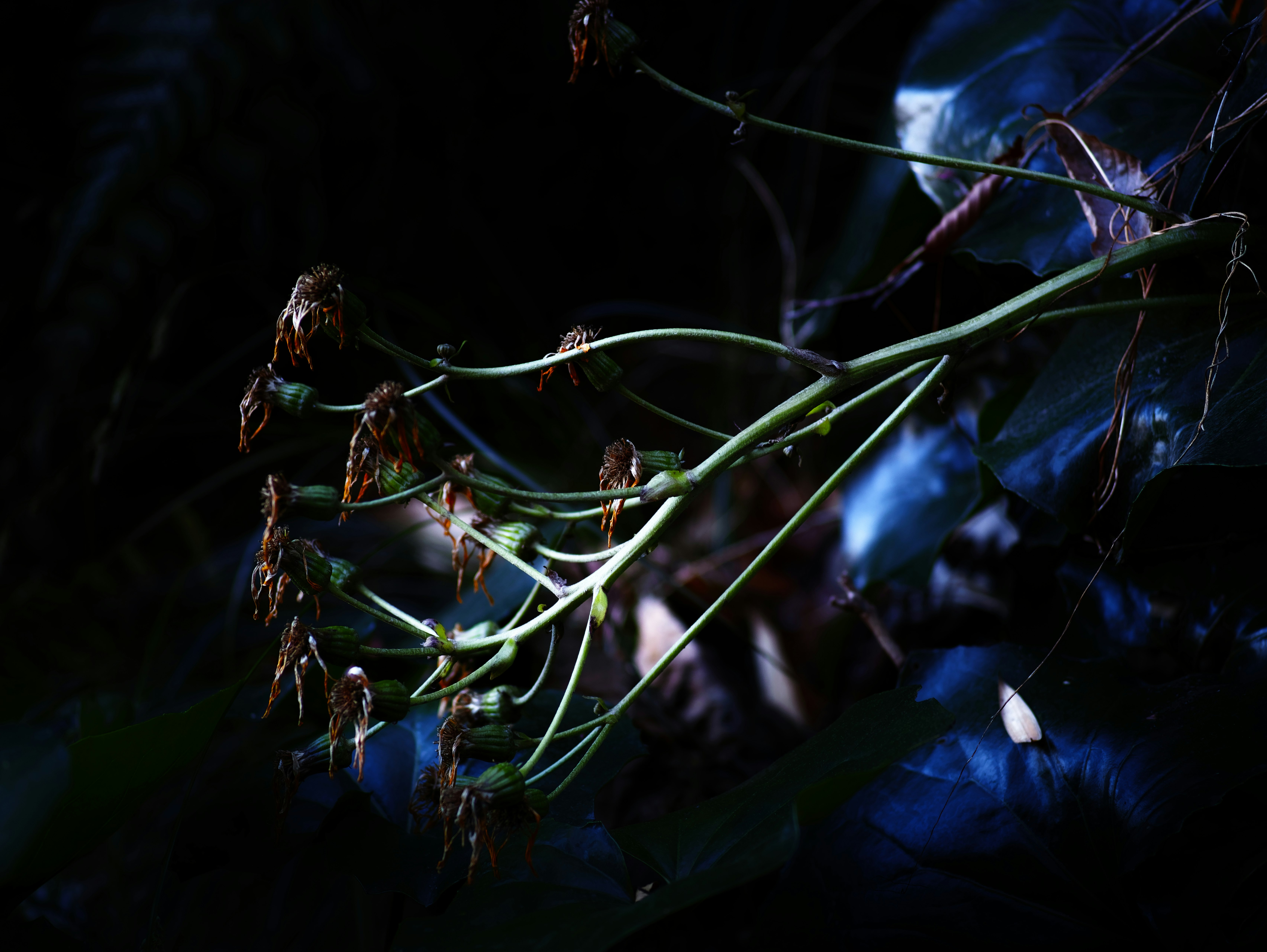 tiges de plantes séchées entremêlées sur fond sombre