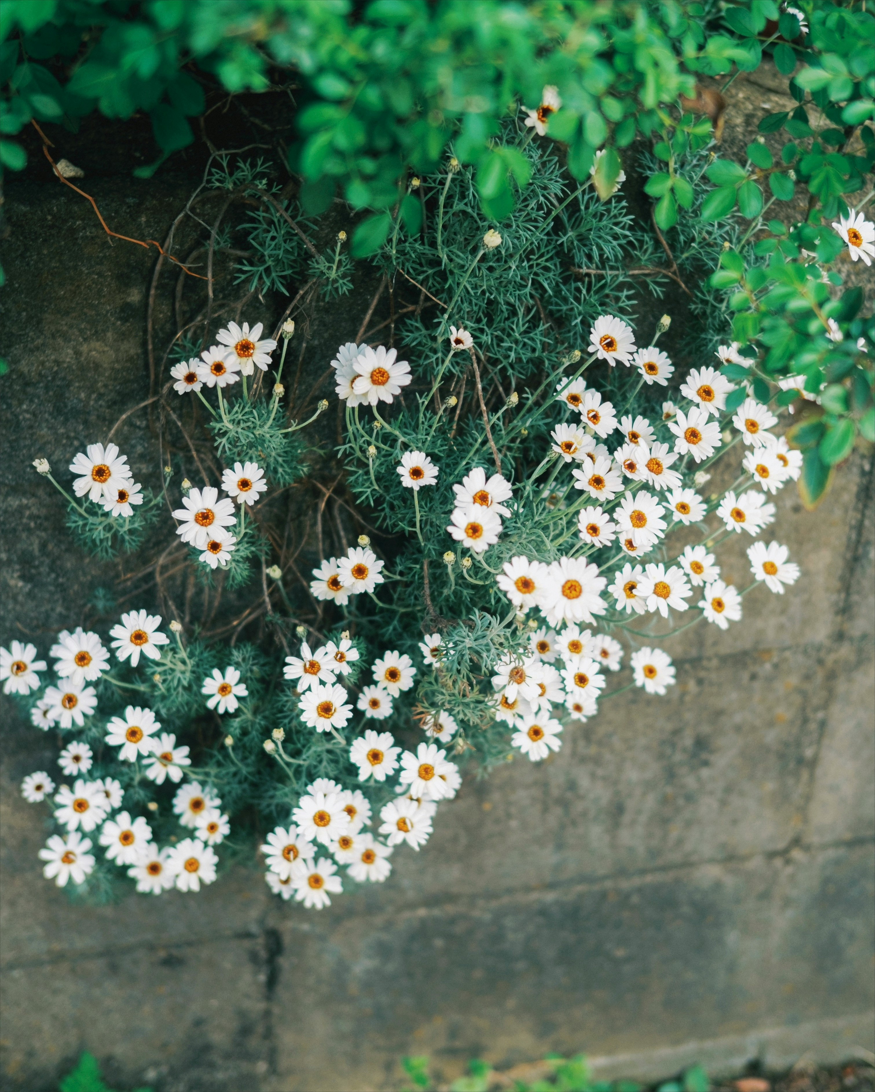 石垣に咲く小さな白いマーガレットの花