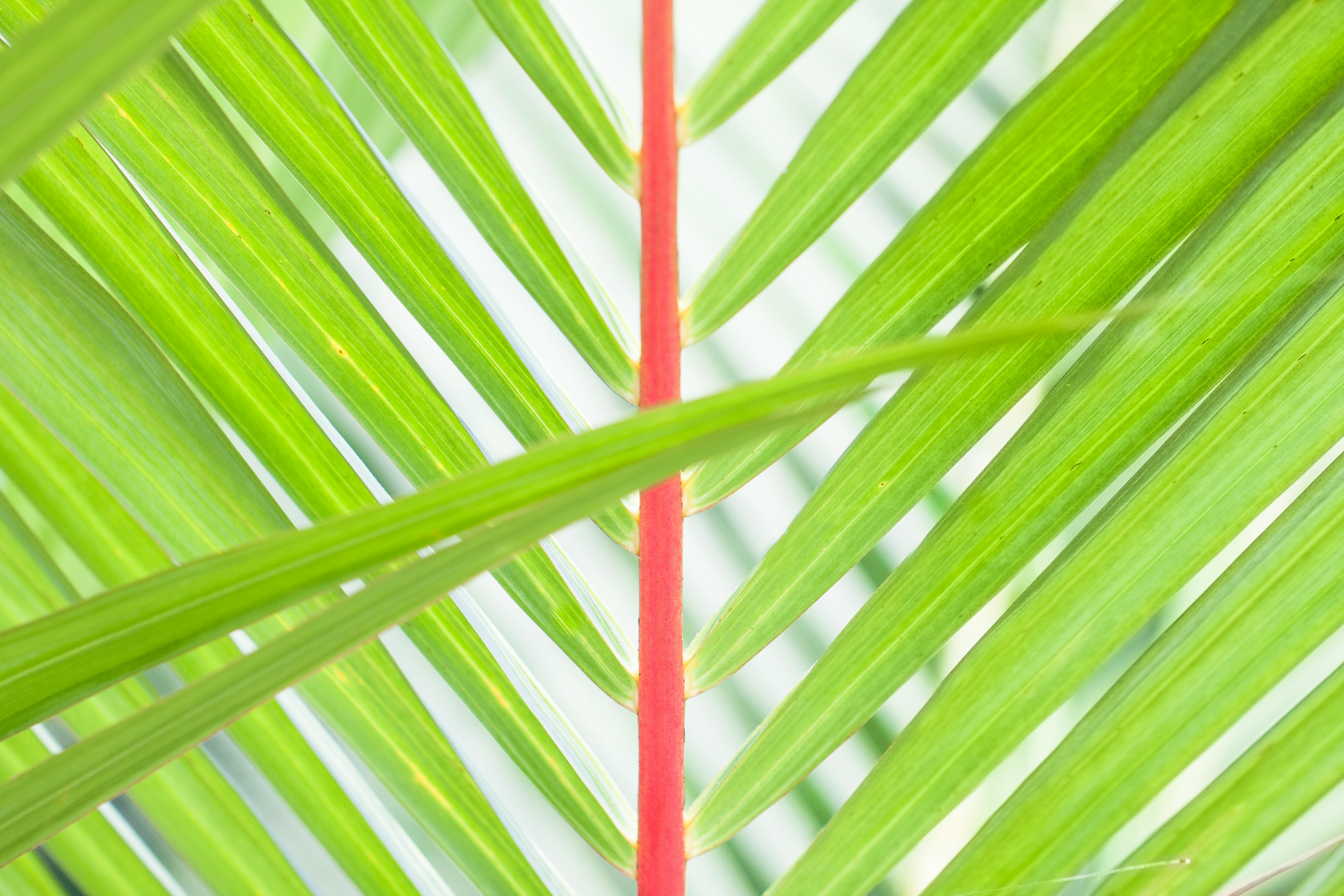 fern fronds at Kusatsu Mizunomori Aquatic Botanical Garden