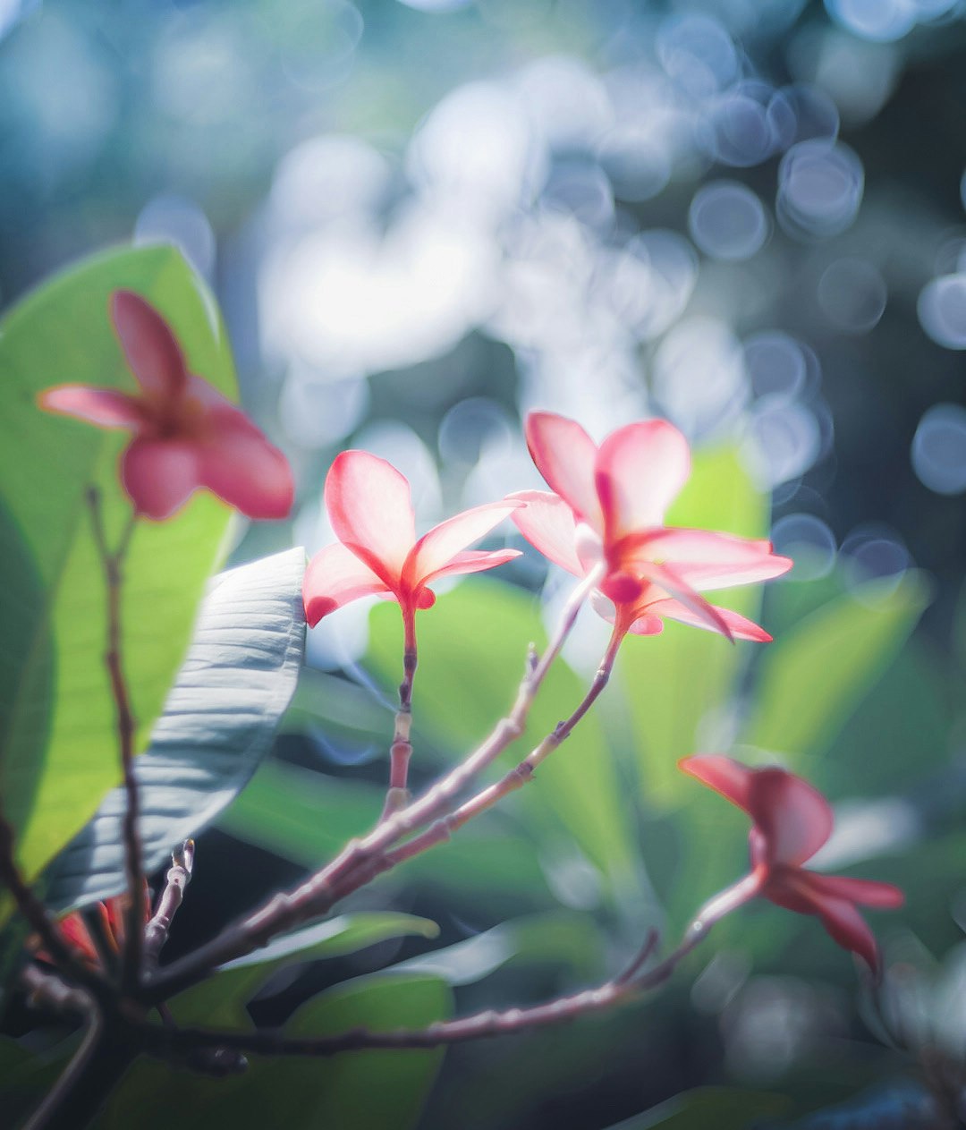 ボケ味のある花の枝と淡い光の背景