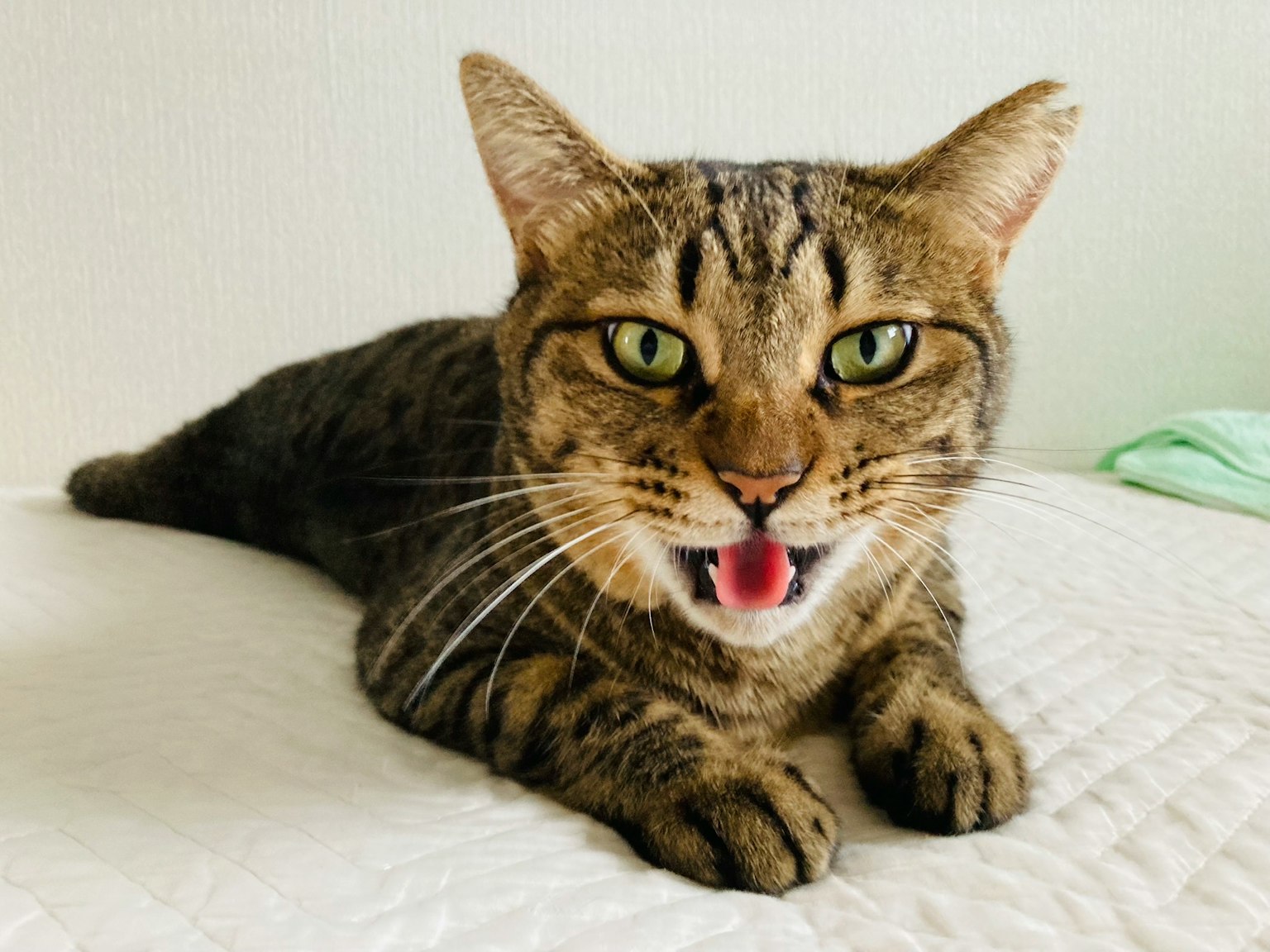 Seekor kucing coklat dengan mata hijau terbaring di atas tempat tidur
