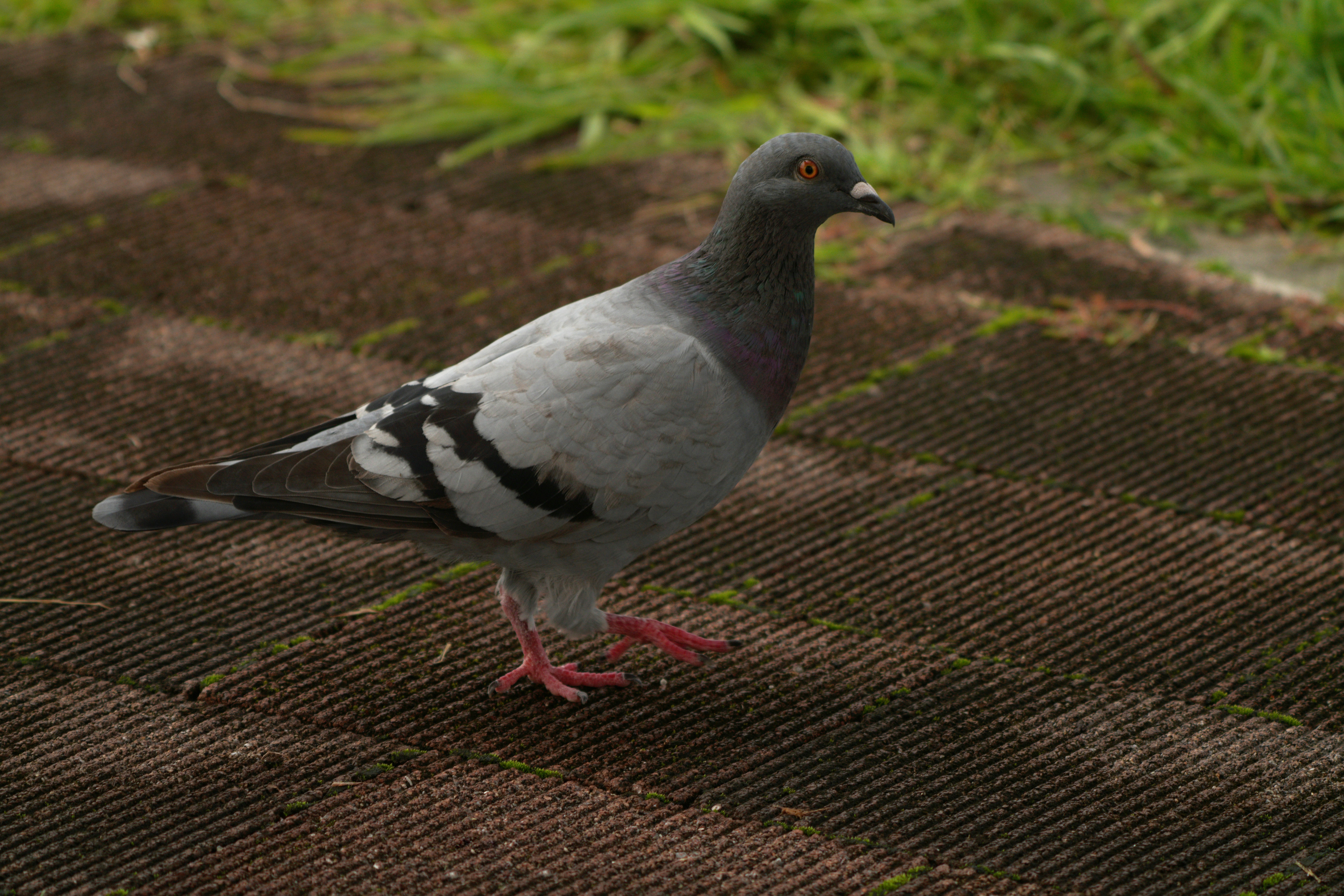 A gray pigeon walking on the ground