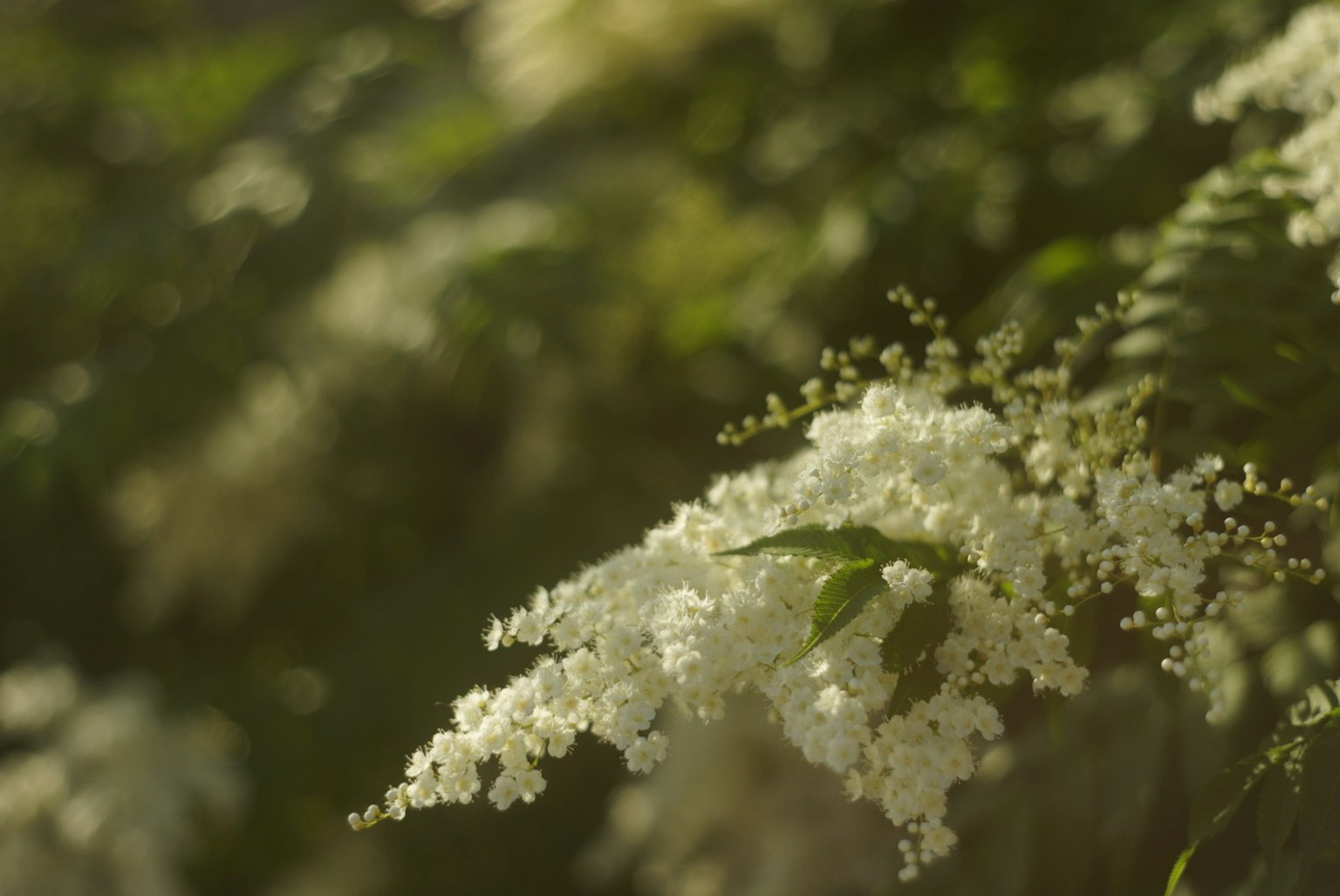 Primo piano di fiori bianchi su sfondo verde