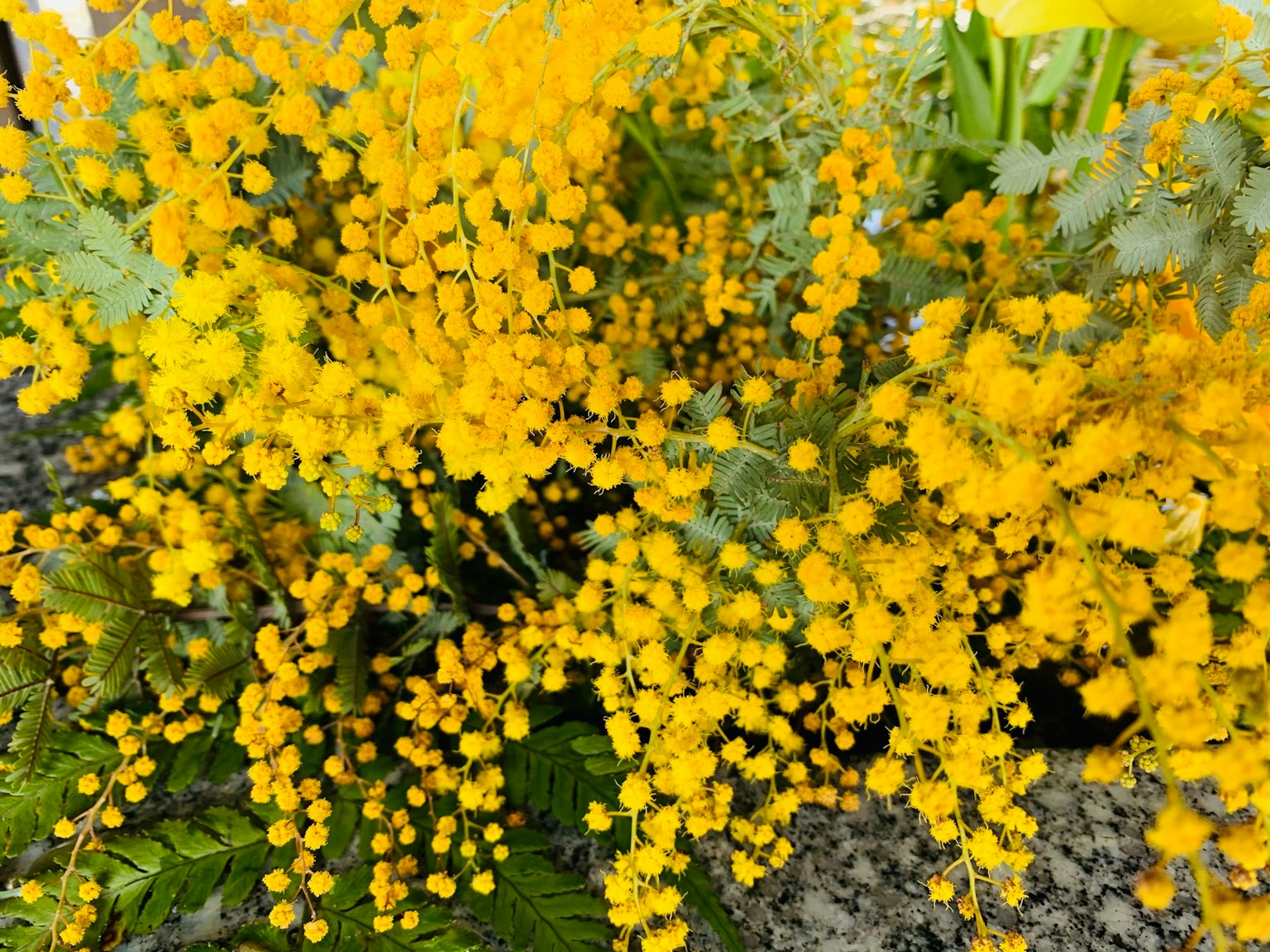 Una vibrante exhibición de flores de mimosa amarillas