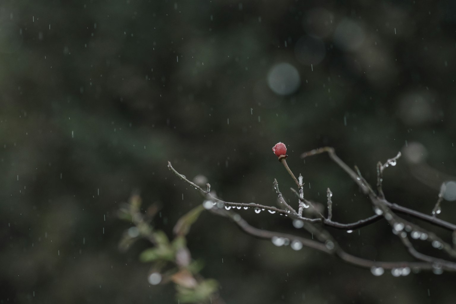 A branch with a red berry and droplets in the rain