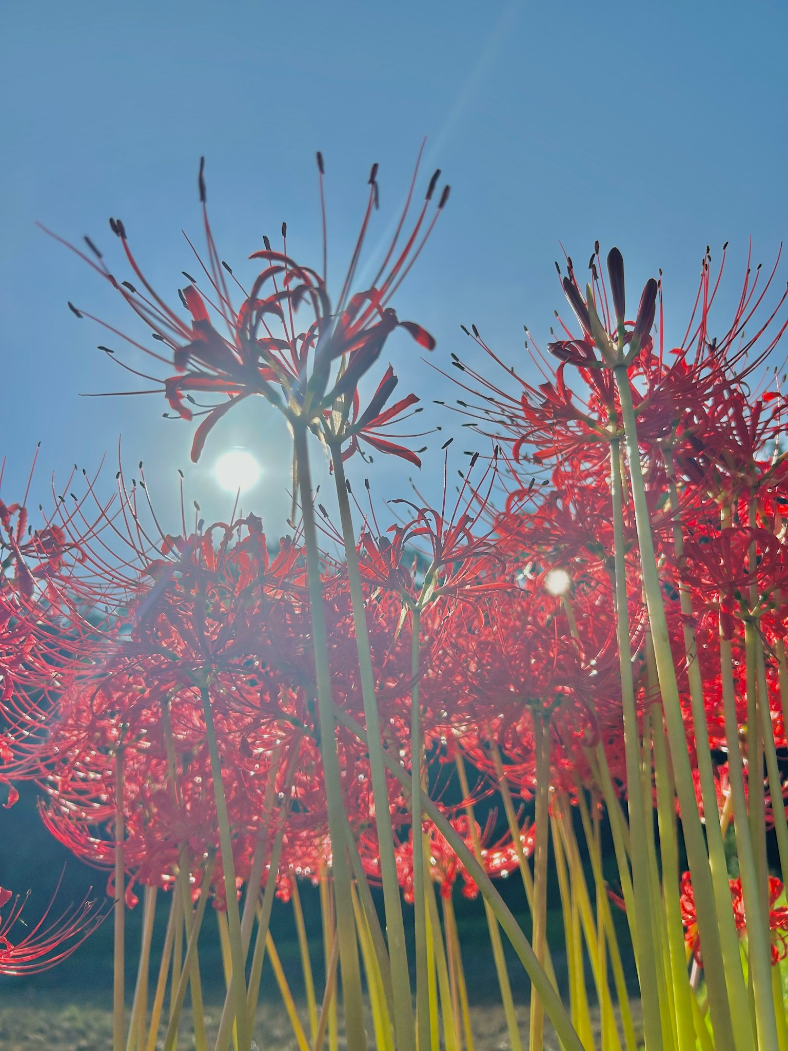 Cụm hoa ly nhện đỏ dưới bầu trời xanh trong vắt