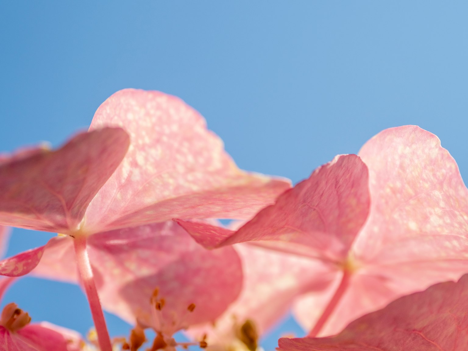 Gros plan de pétales de hortensia rose pâle contre un ciel bleu