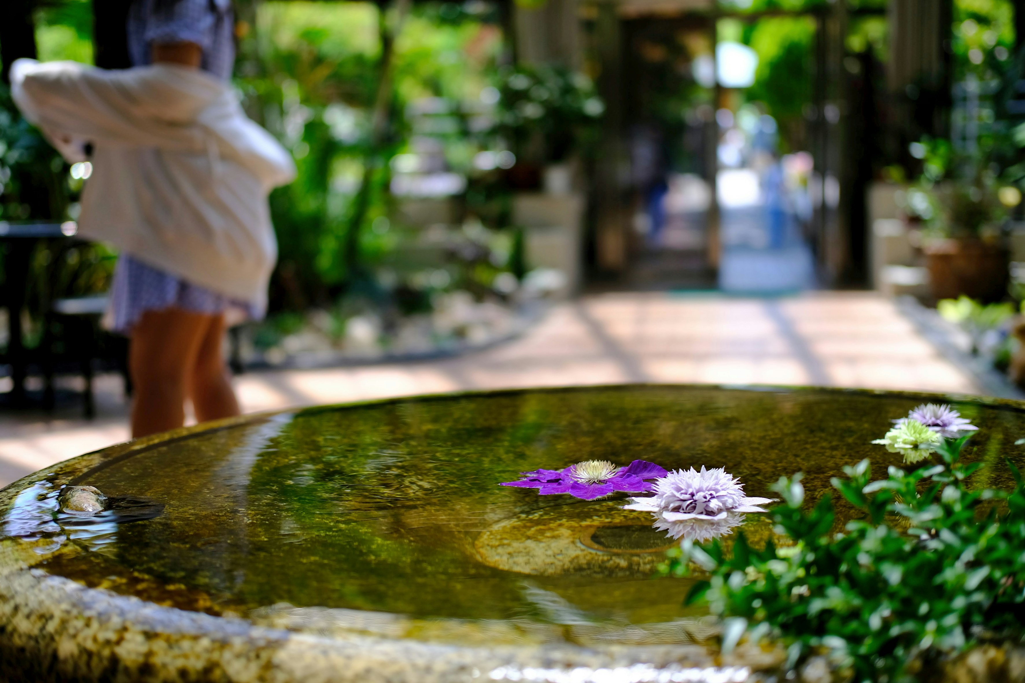 都市公園の温室で浮かし花が置かれた石の水盤