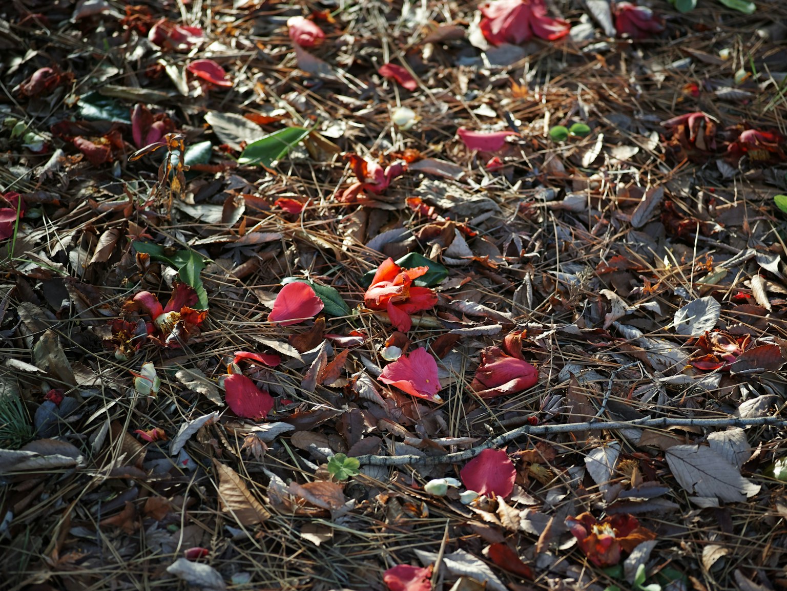 Ground covered with scattered red flower petals and dry leaves