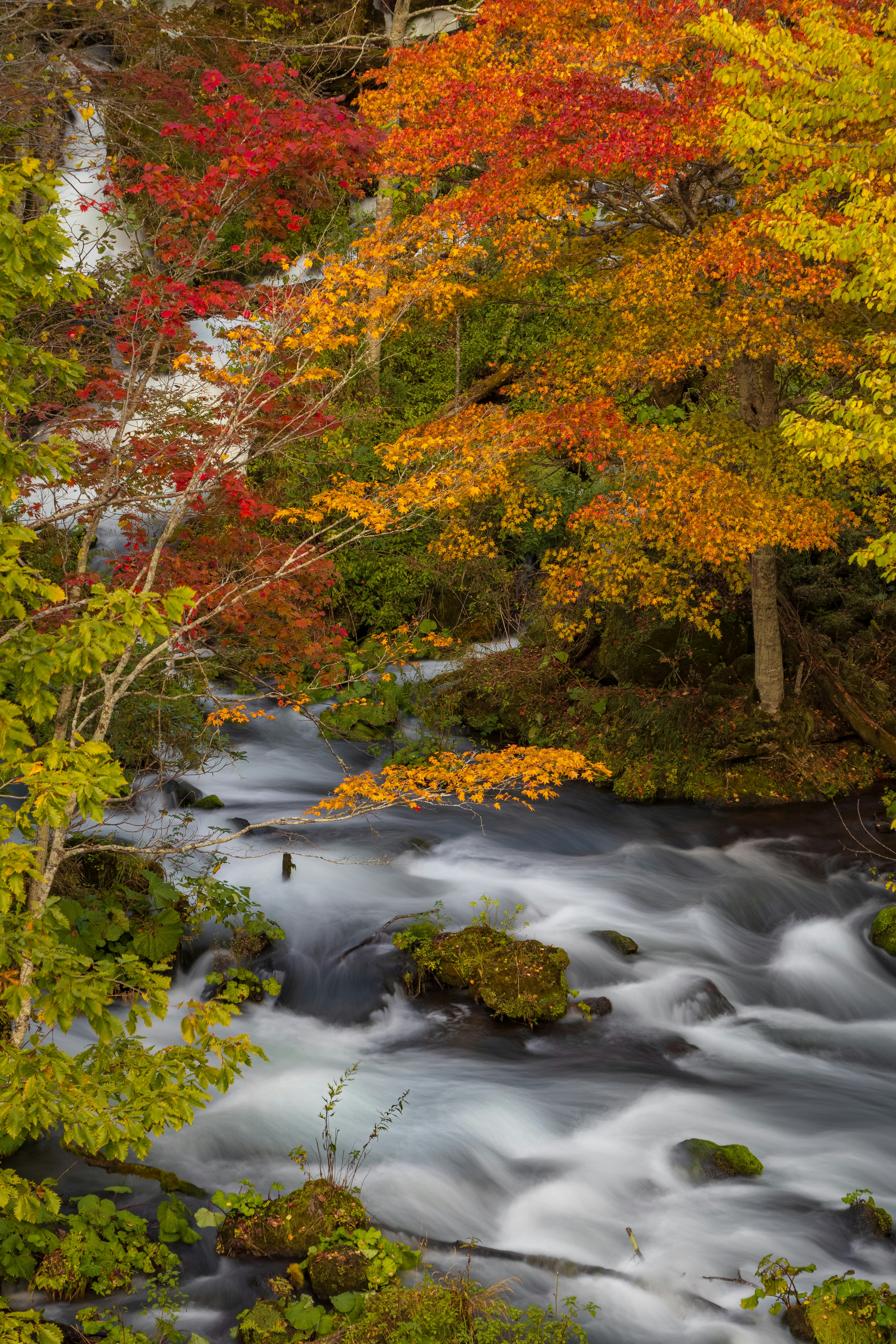紅葉の木々と流れる渓流のある秋の景色