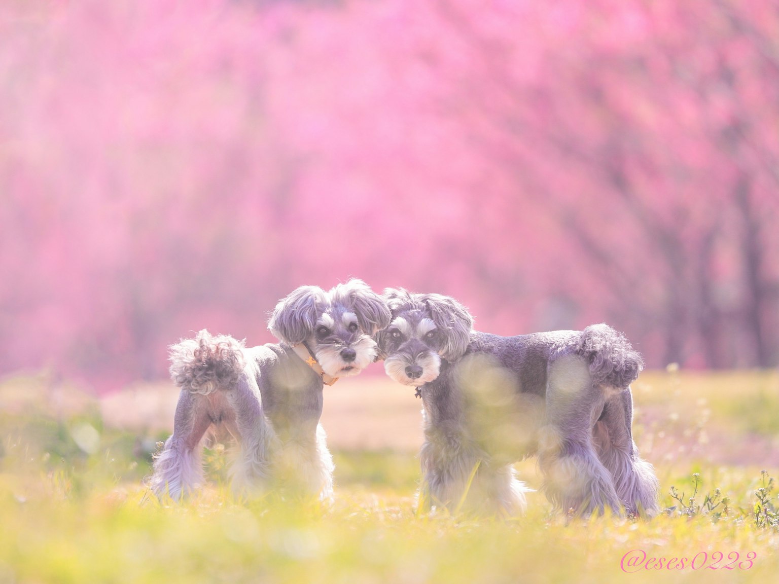 Deux schnauzers jouant sur un fond rose