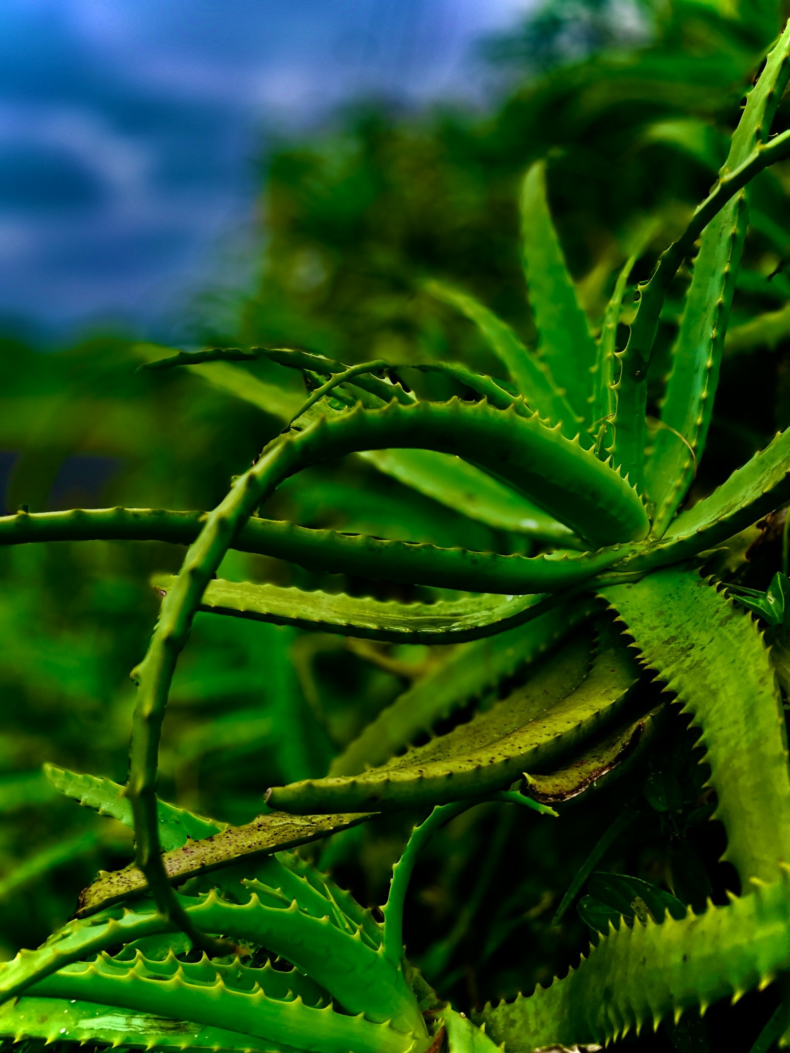 Primo piano di una pianta di aloe verde con foglie spinose e colore verde intenso