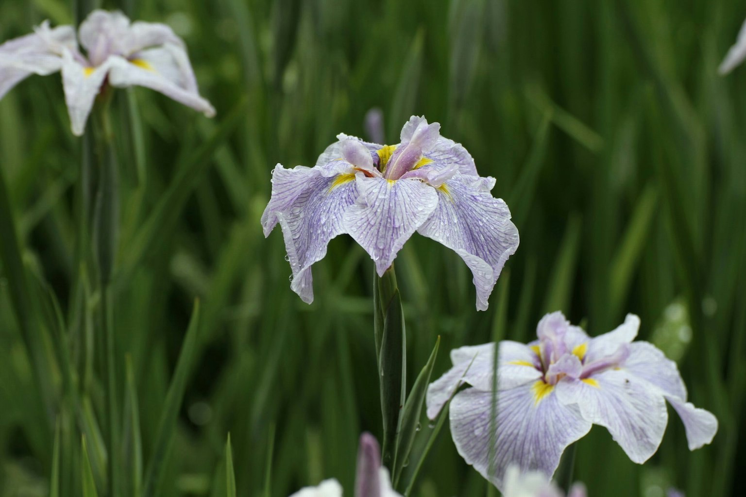 Irisblüten mit blassen lila Blütenblättern, die zwischen grünem Gras blühen