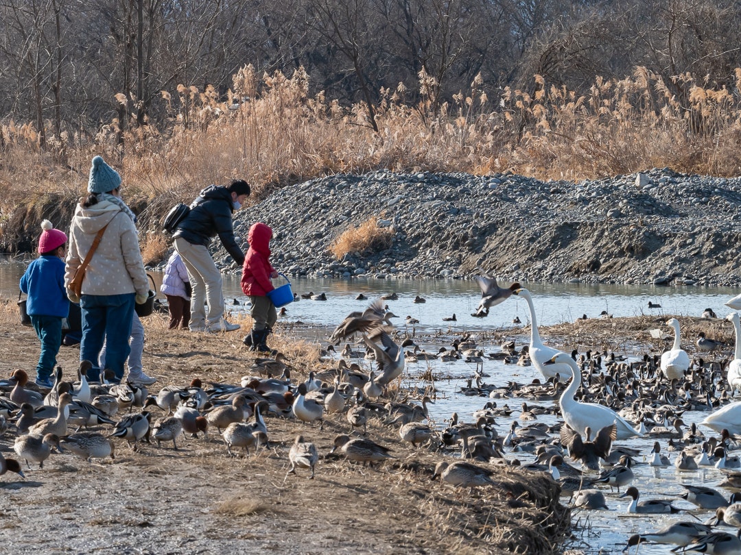 川辺の餌場に集まるカモと散歩する人々