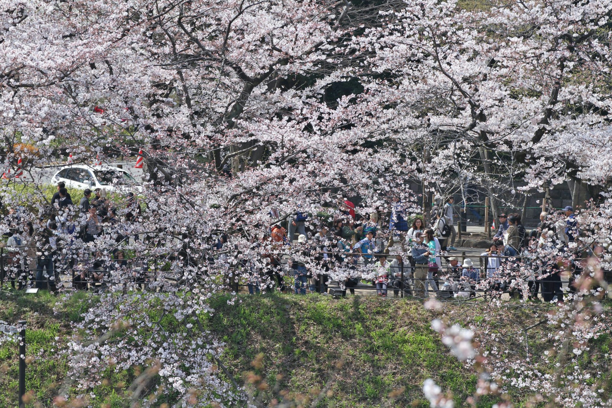 桜並木の下を行き交う人々の花見風景