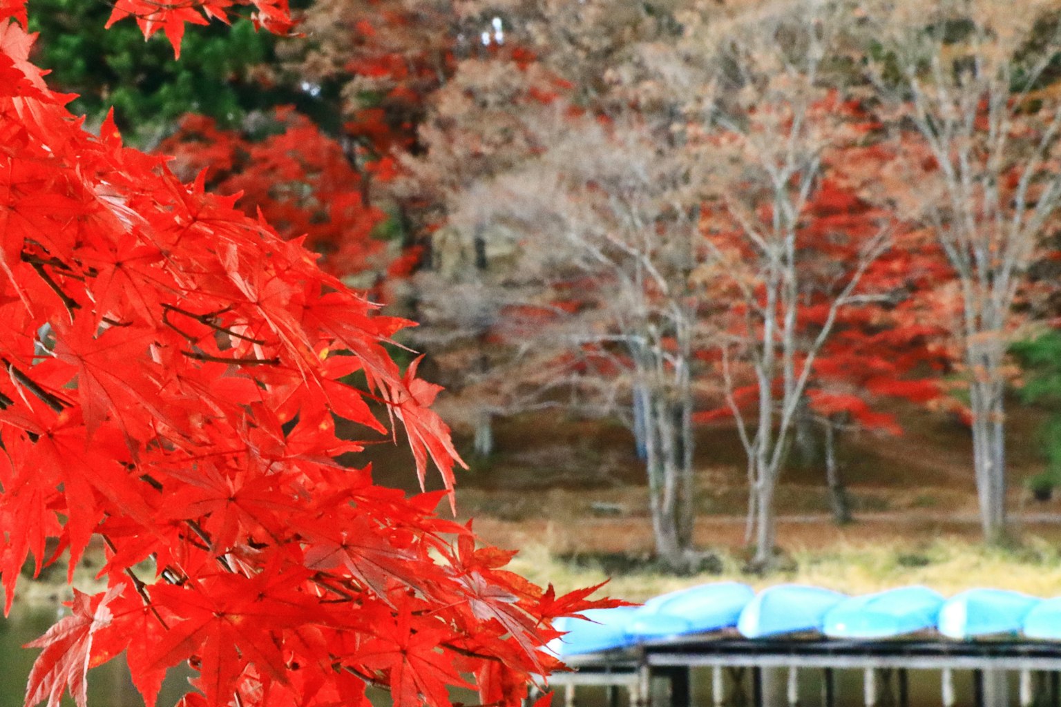 Daun maple merah cerah di latar belakang danau yang tenang