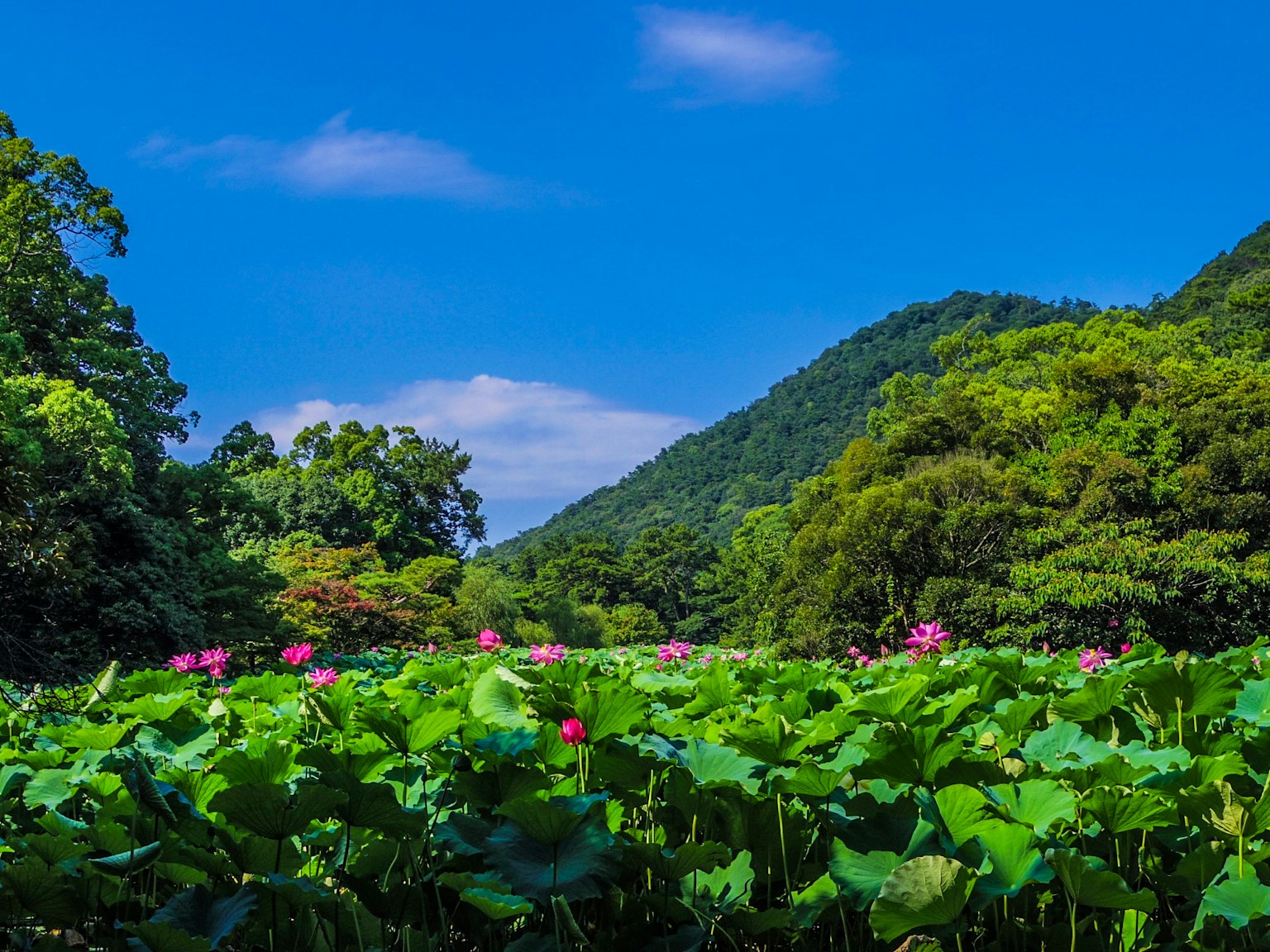 Vue panoramique de fleurs de lotus sous un ciel bleu avec des montagnes verdoyantes