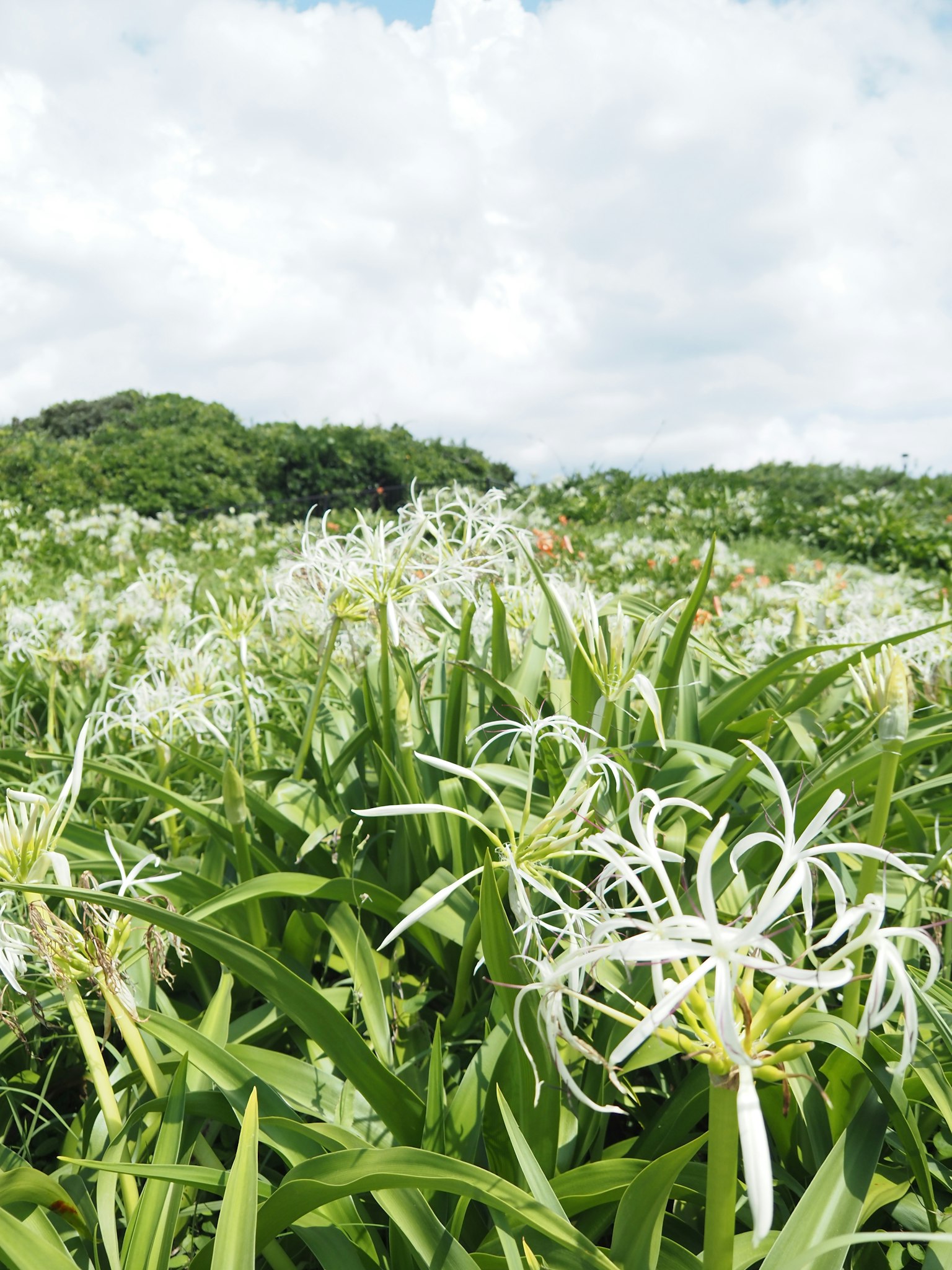 Un paesaggio di erba verde con fiori bianchi in fiore sotto un cielo nuvoloso