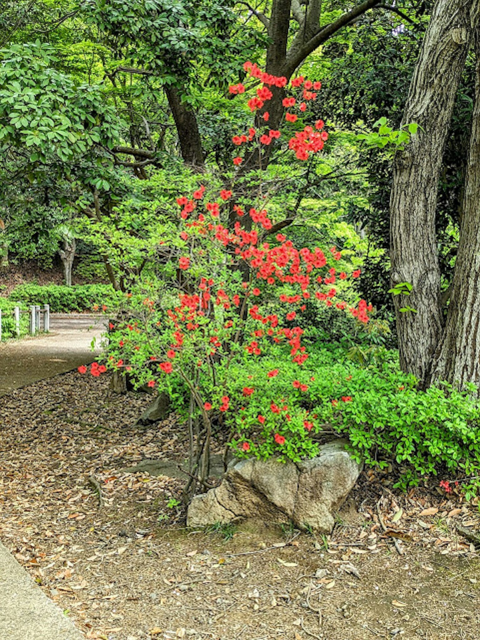 Ein rot blühender Baum zwischen grünem Laub in einer Parklandschaft