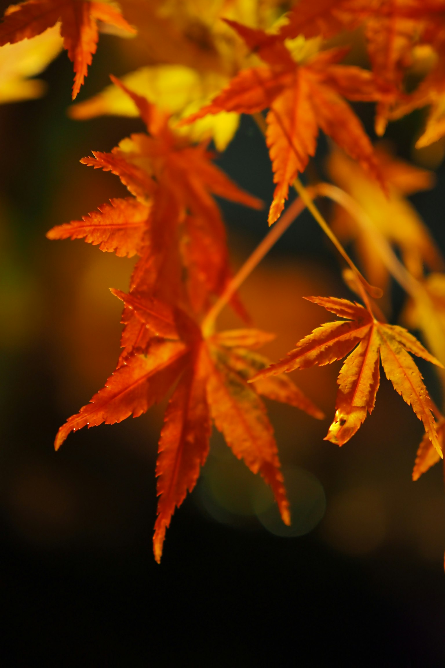 Vibrant orange maple leaves highlighted against a blurred background