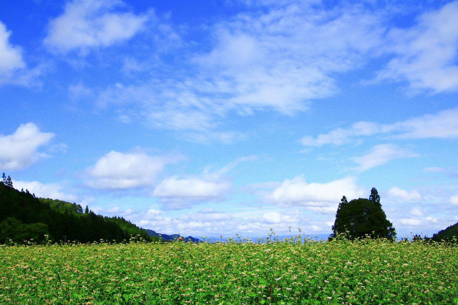 Vast blue sky with white clouds over a green field and distant mountains